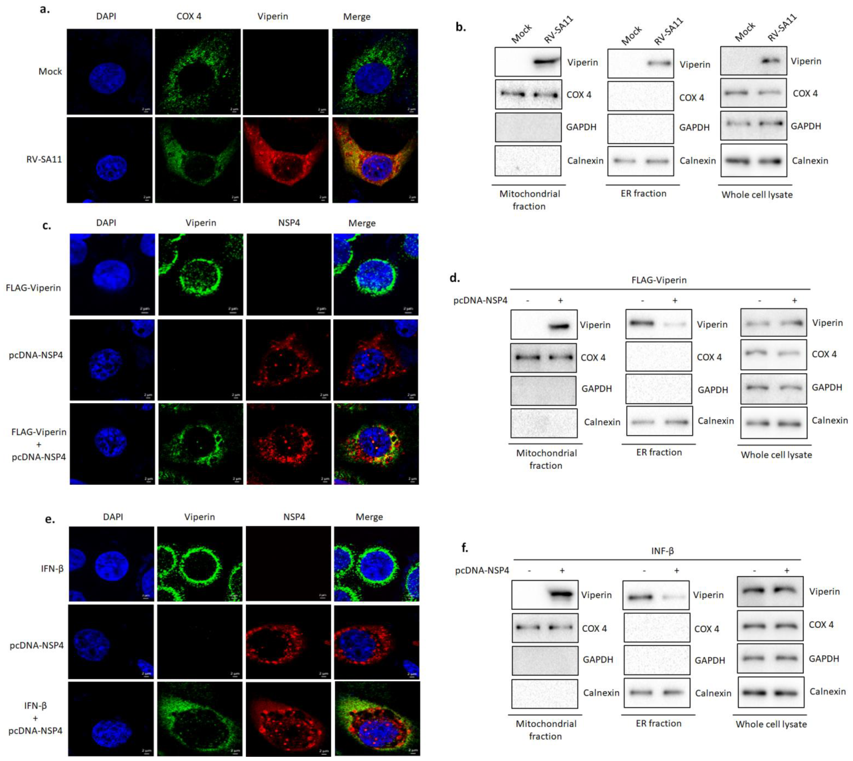 Viruses 13 01324 g004 Viruses 13 01324 g004
