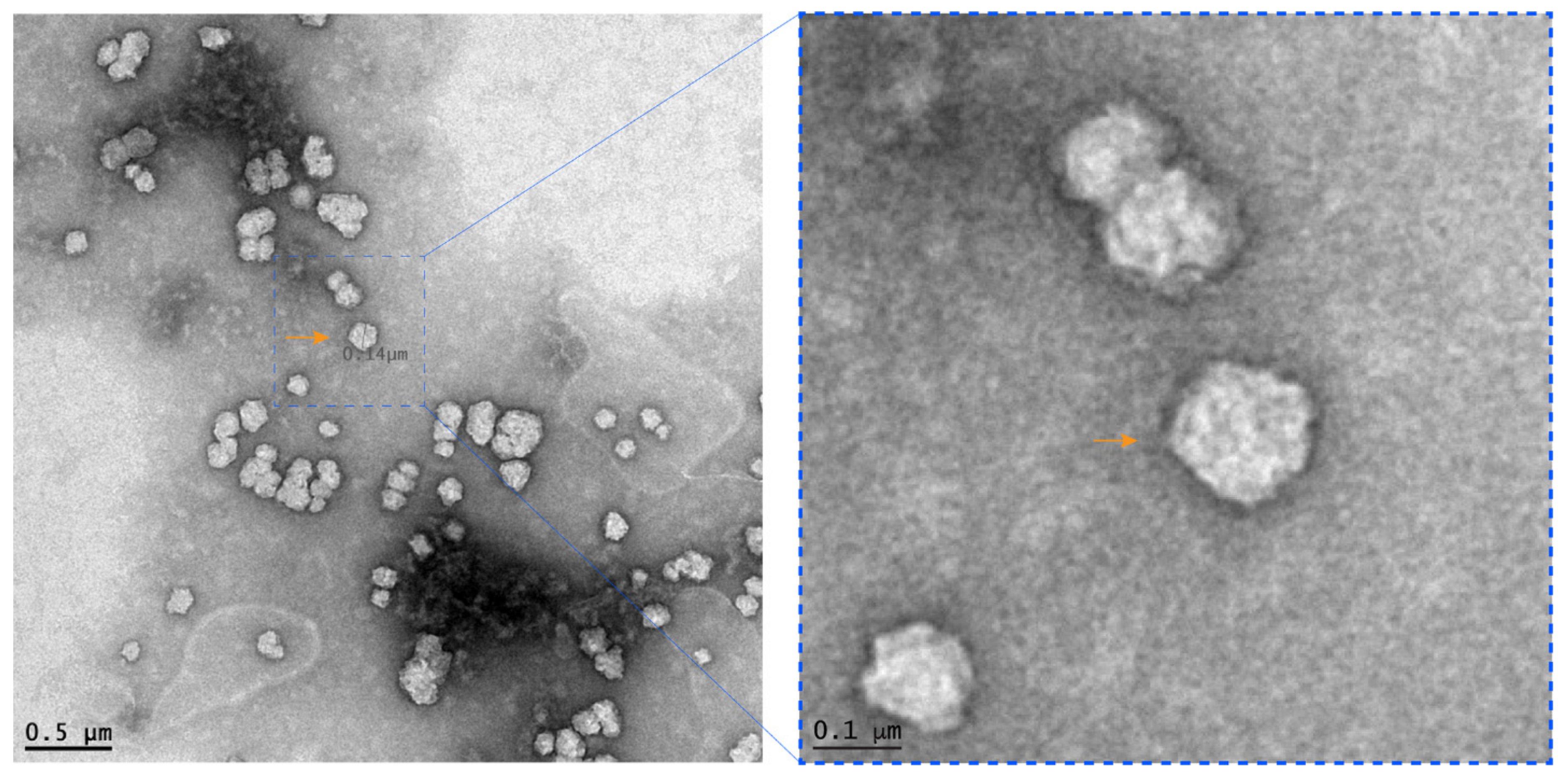 Viruses 13 01330 g001 Viruses 13 01330 g001