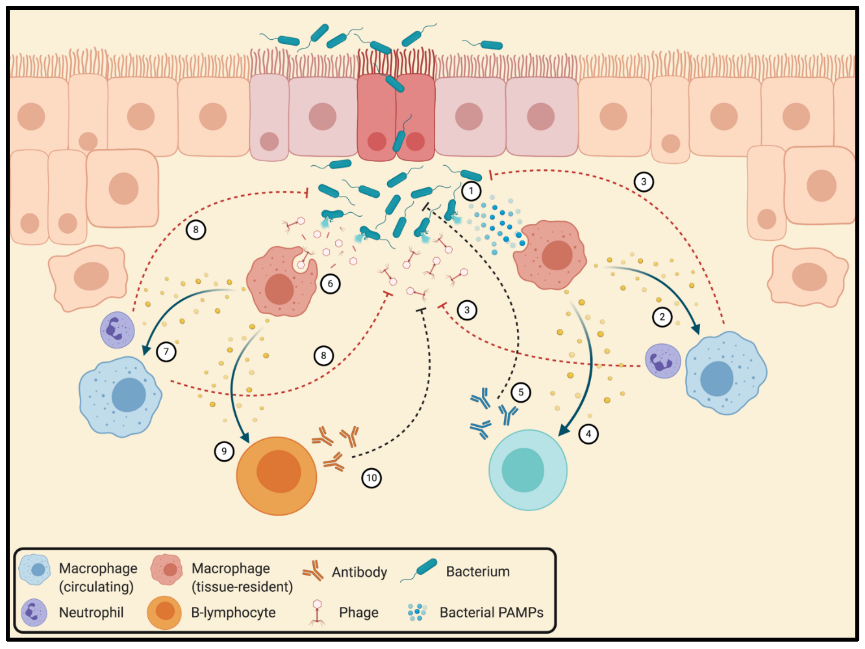Viruses 13 01331 g004 Viruses 13 01331 g004