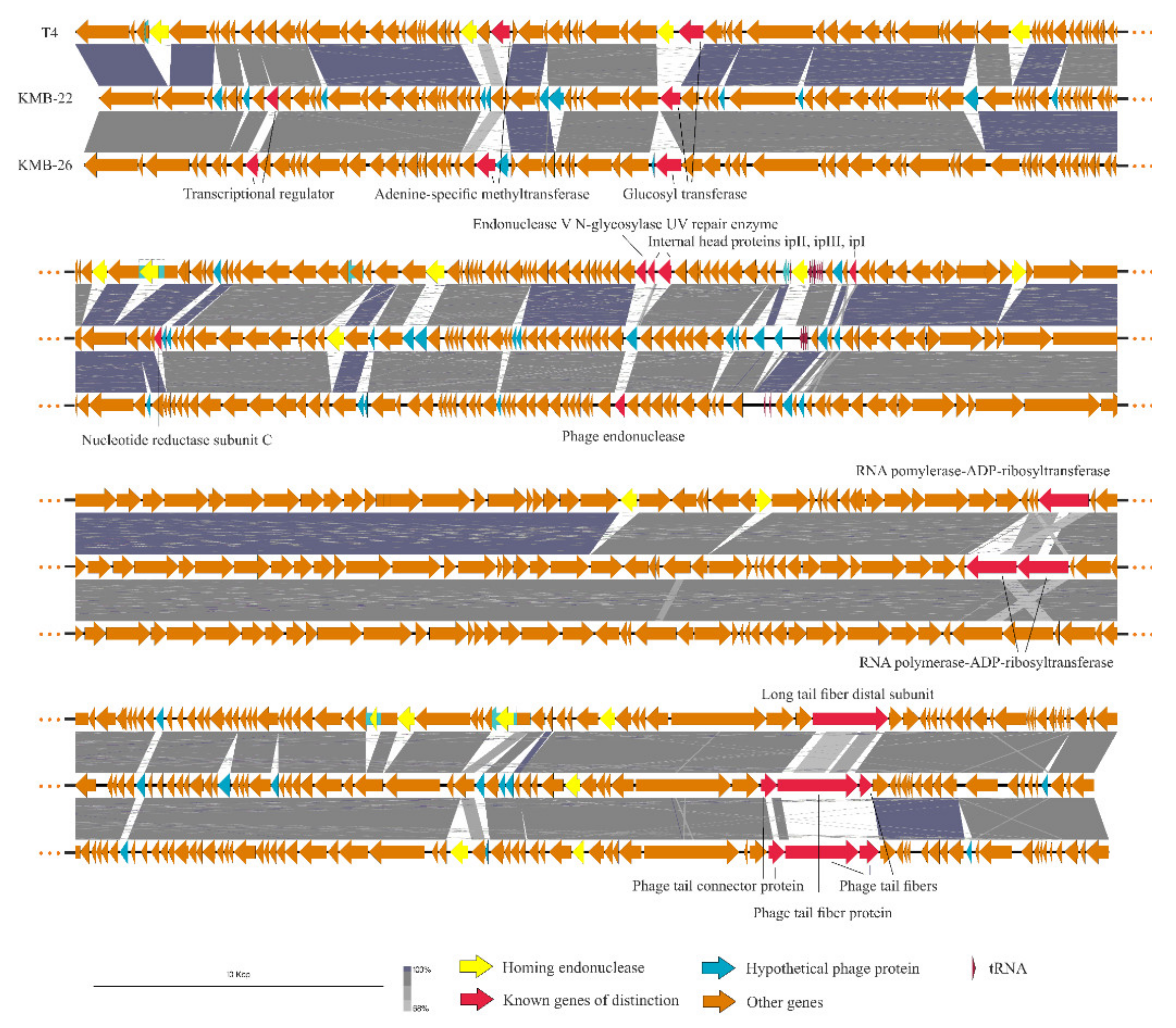 Viruses 13 01348 g001