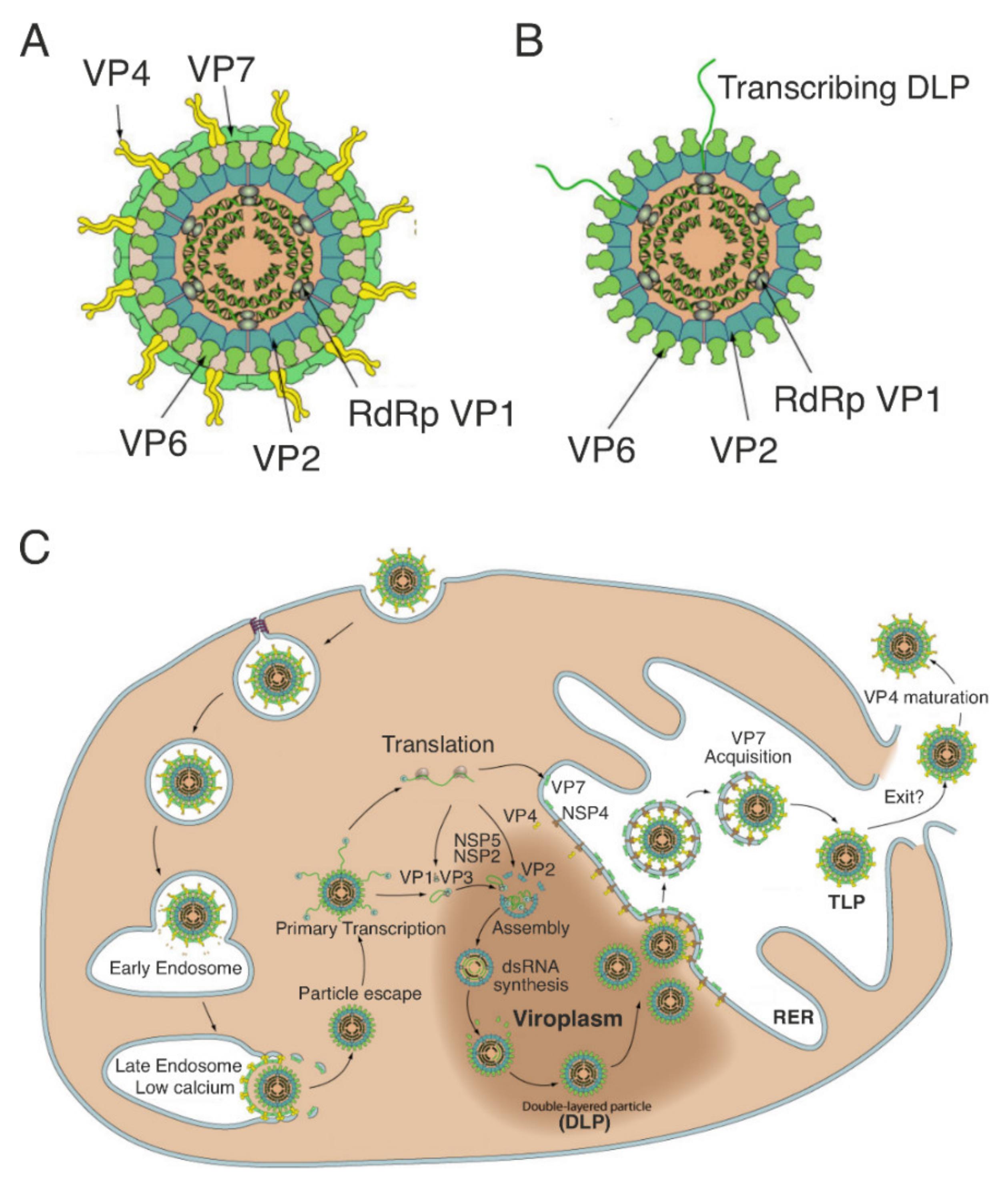 Viruses Free Full Text Viroplasms Assembly And Functions Of Rotavirus Replication Factories Html