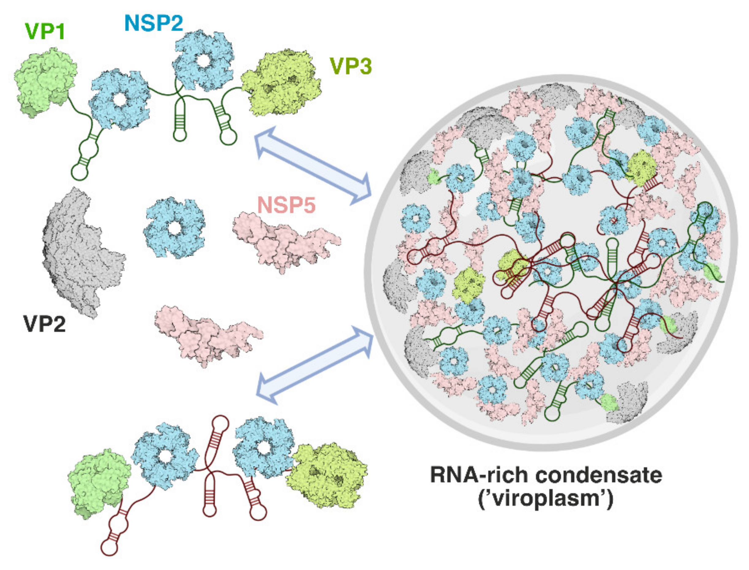 Viruses 13 01349 g004