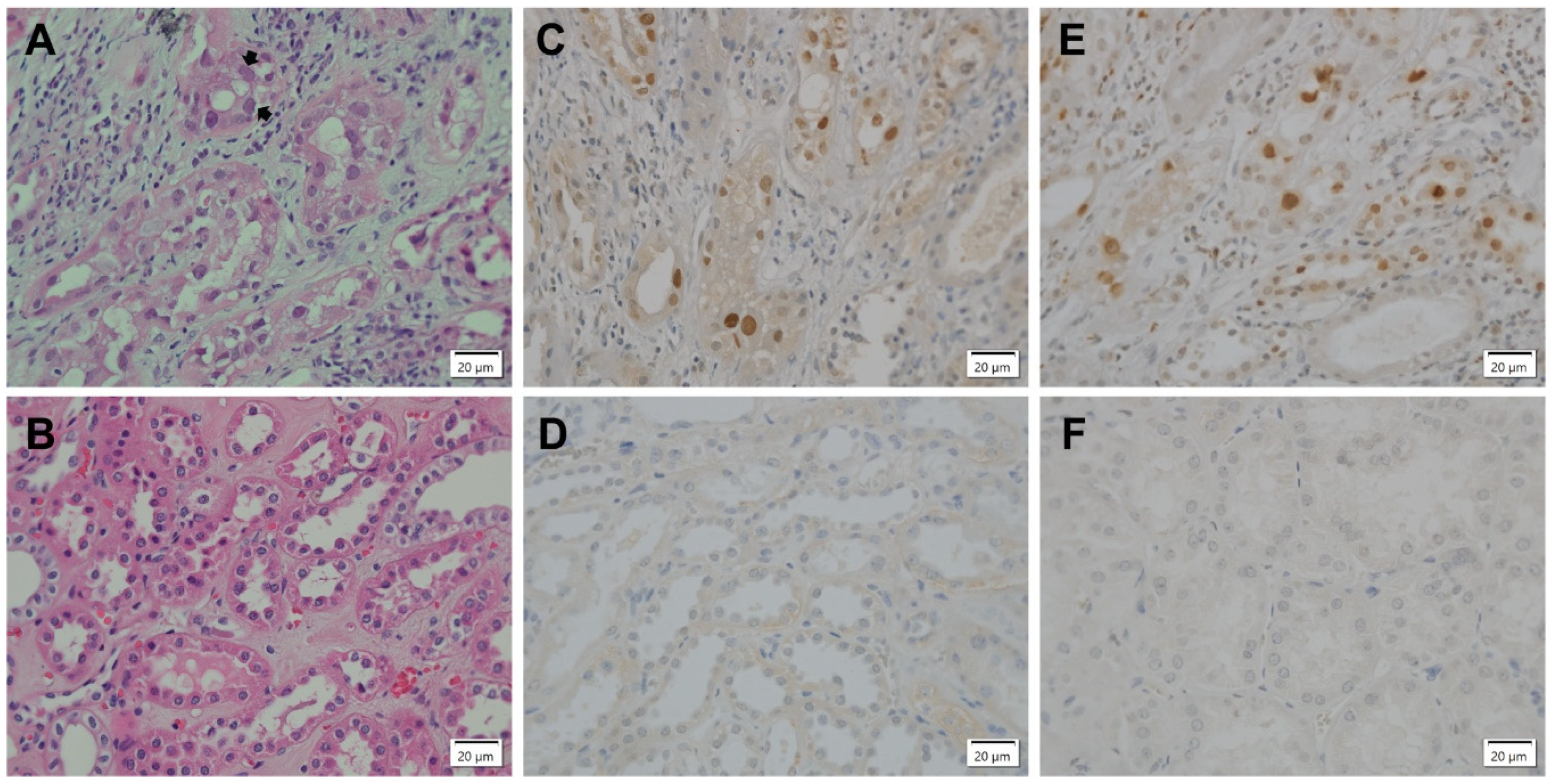 Viruses 13 01353 g001