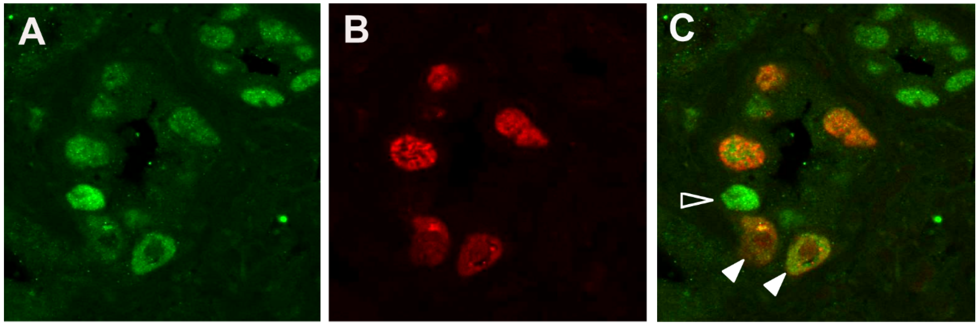 Viruses 13 01353 g002