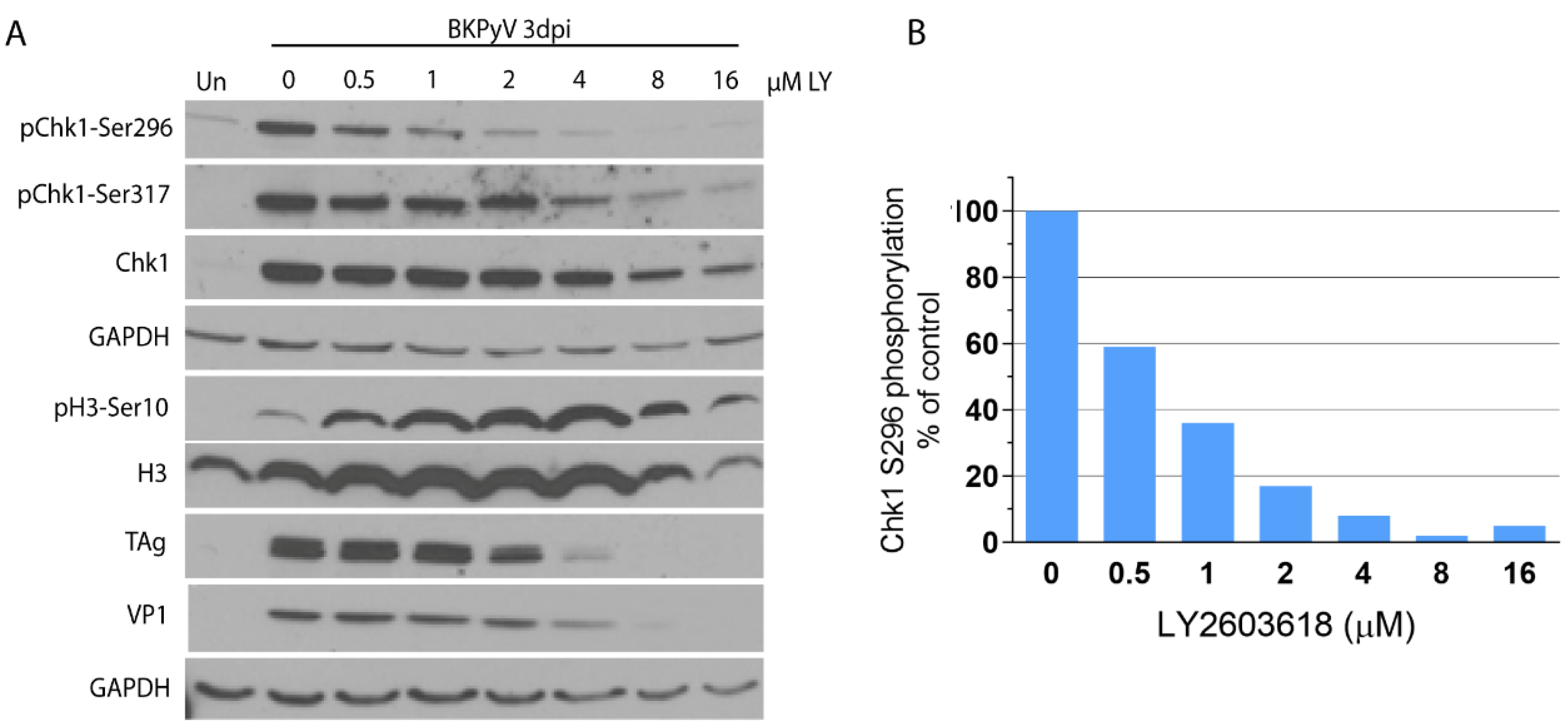 Viruses 13 01353 g004