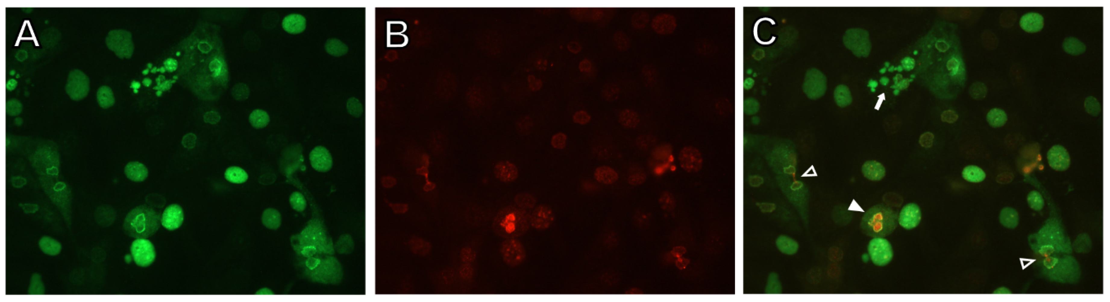 Viruses 13 01353 g006