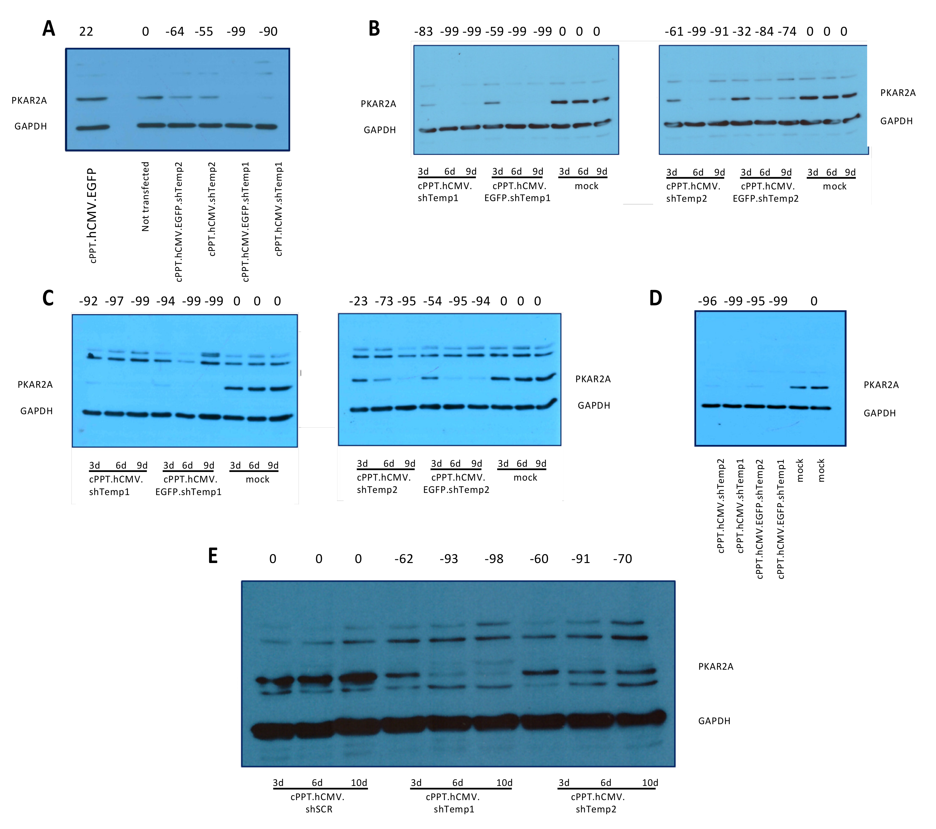Viruses 13 01361 g002