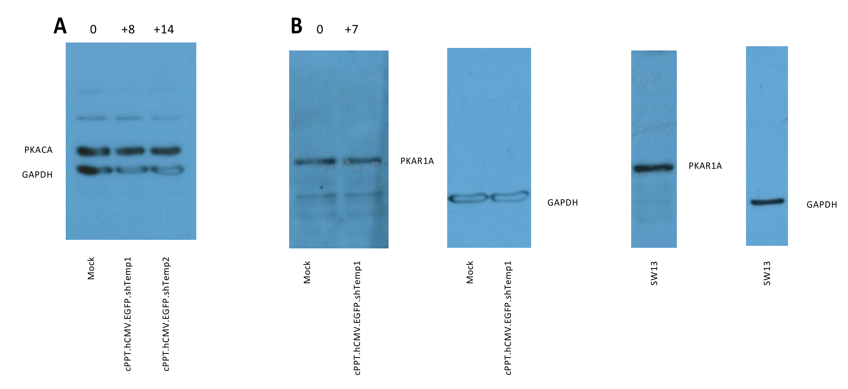 Viruses 13 01361 g003