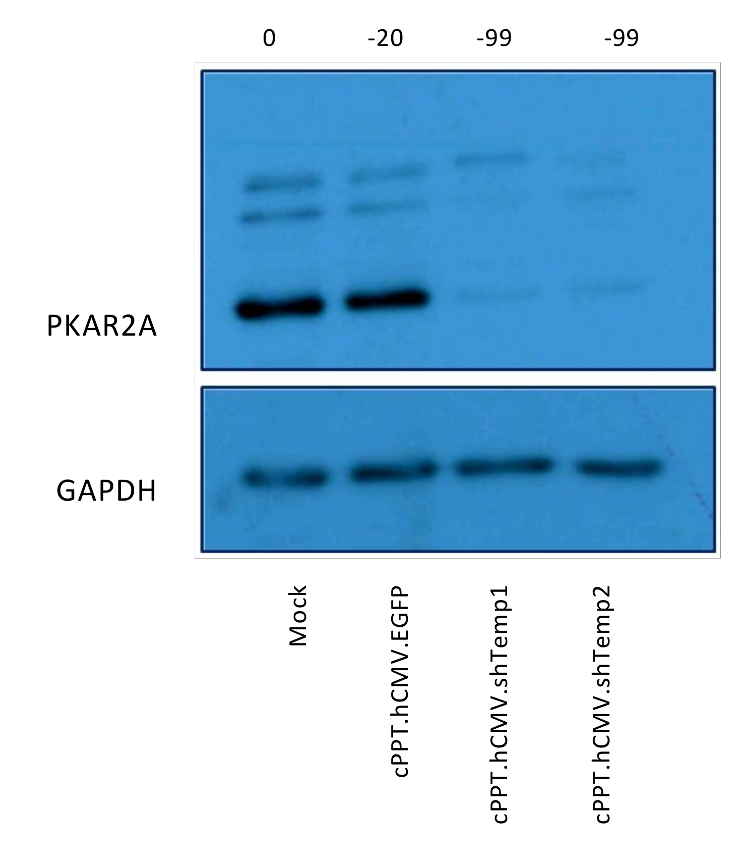 Viruses 13 01361 g006