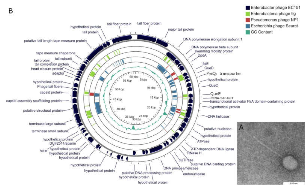 Viruses 13 01372 g001 550