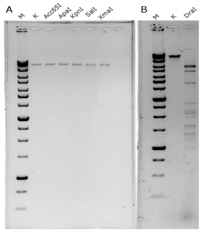 Viruses 13 01372 g003 550