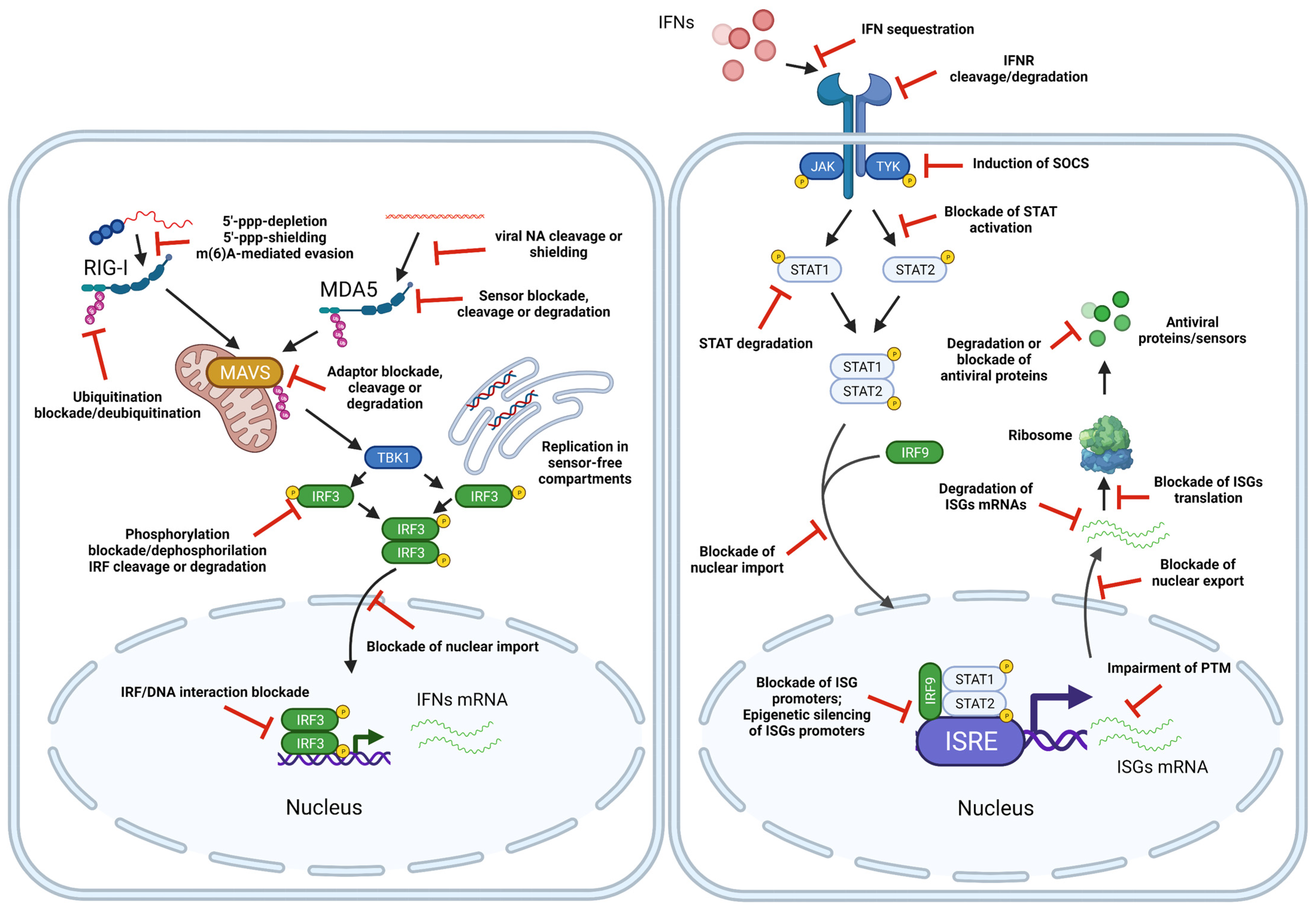 Viruses 13 01373 g003