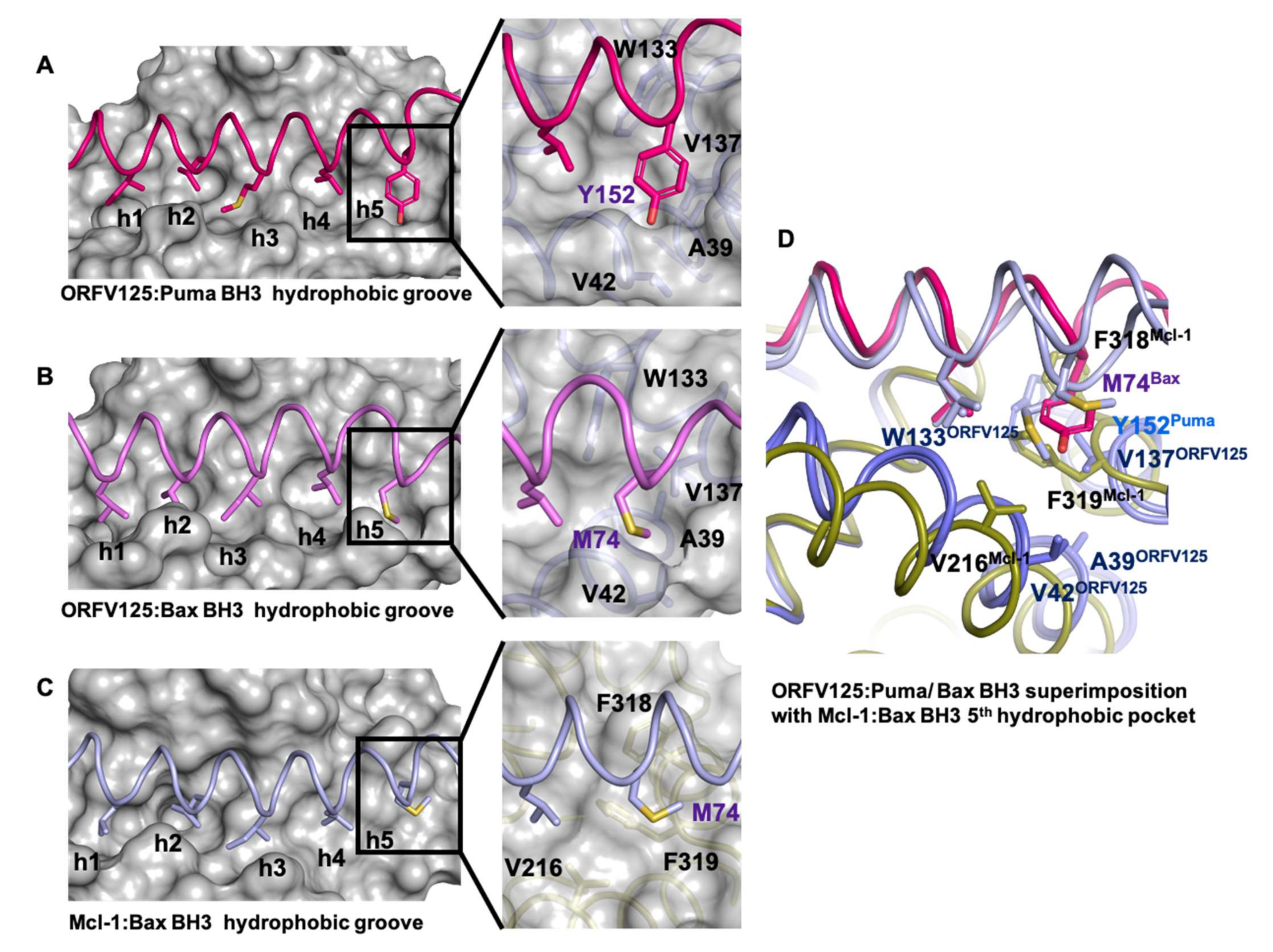 Viruses 13 01374 g004