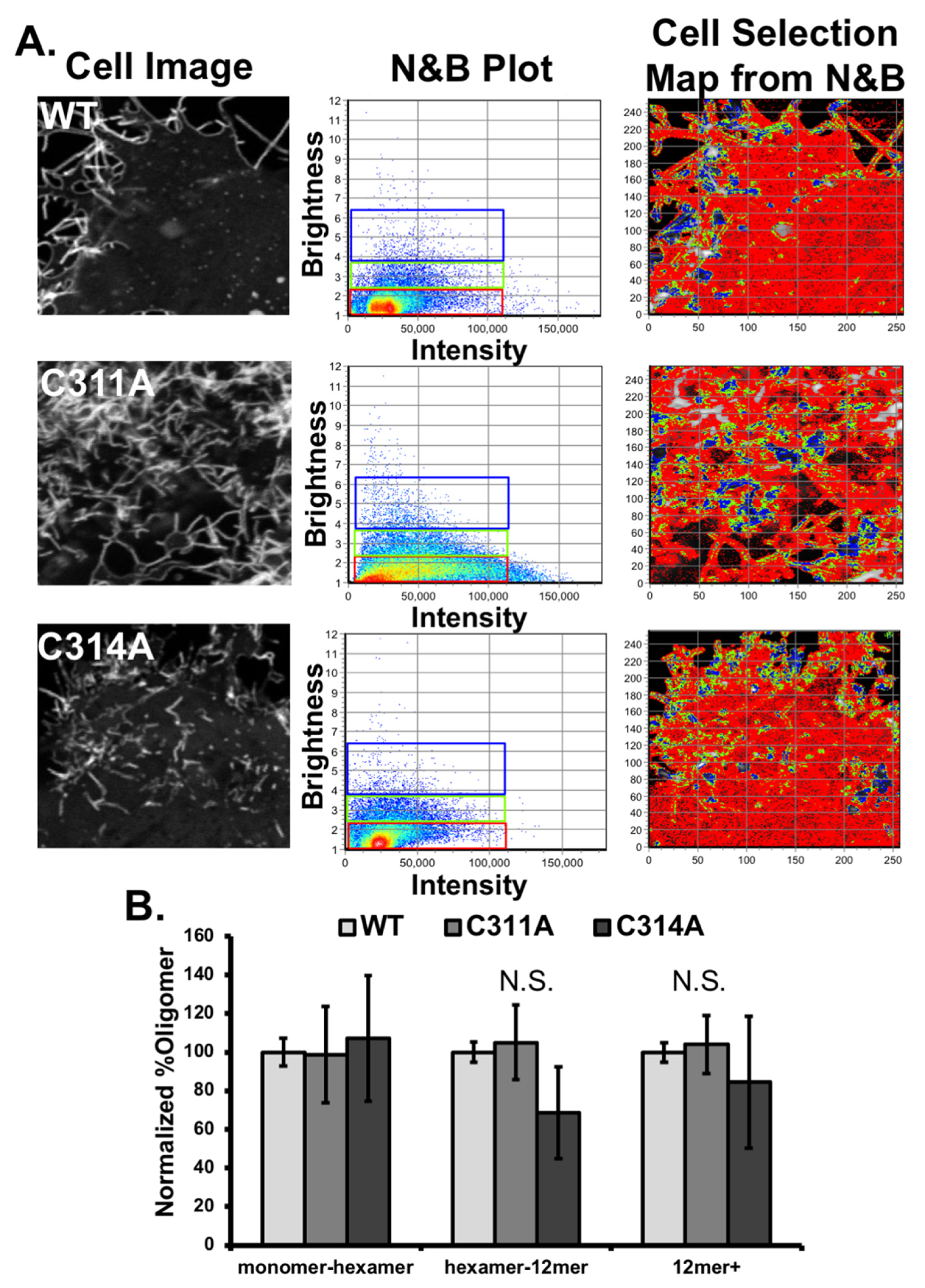 Viruses 13 01375 g005