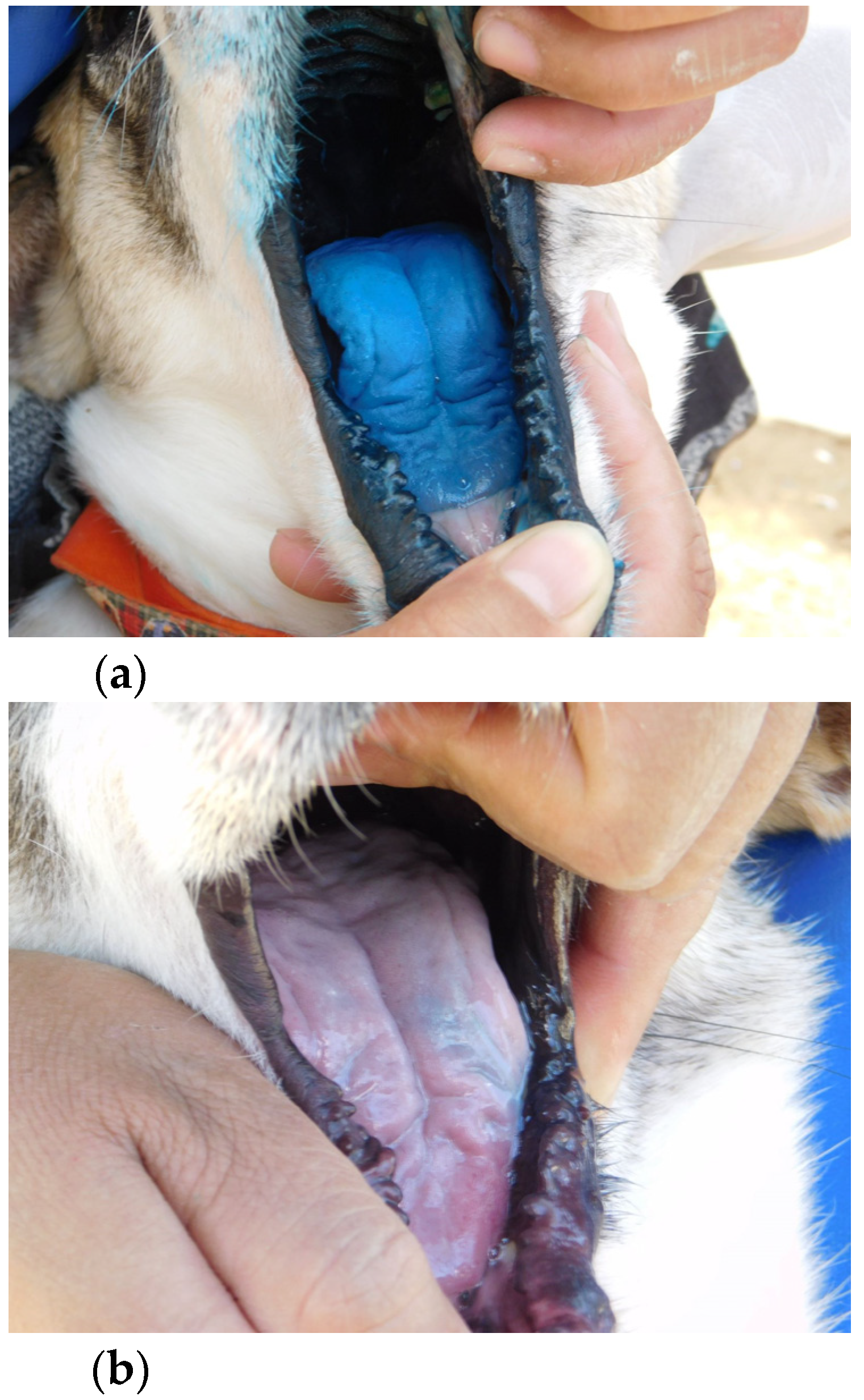 Viruses 13 01382 g004