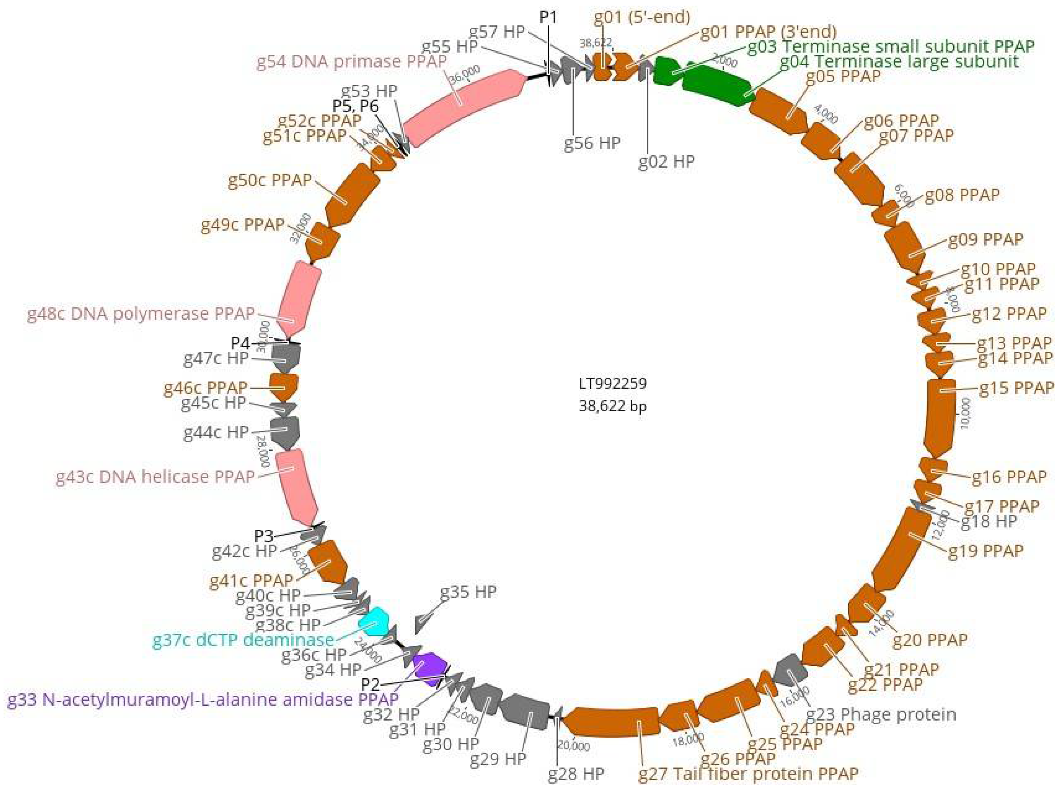 Viruses 13 01384 g007 Viruses 13 01384 g007