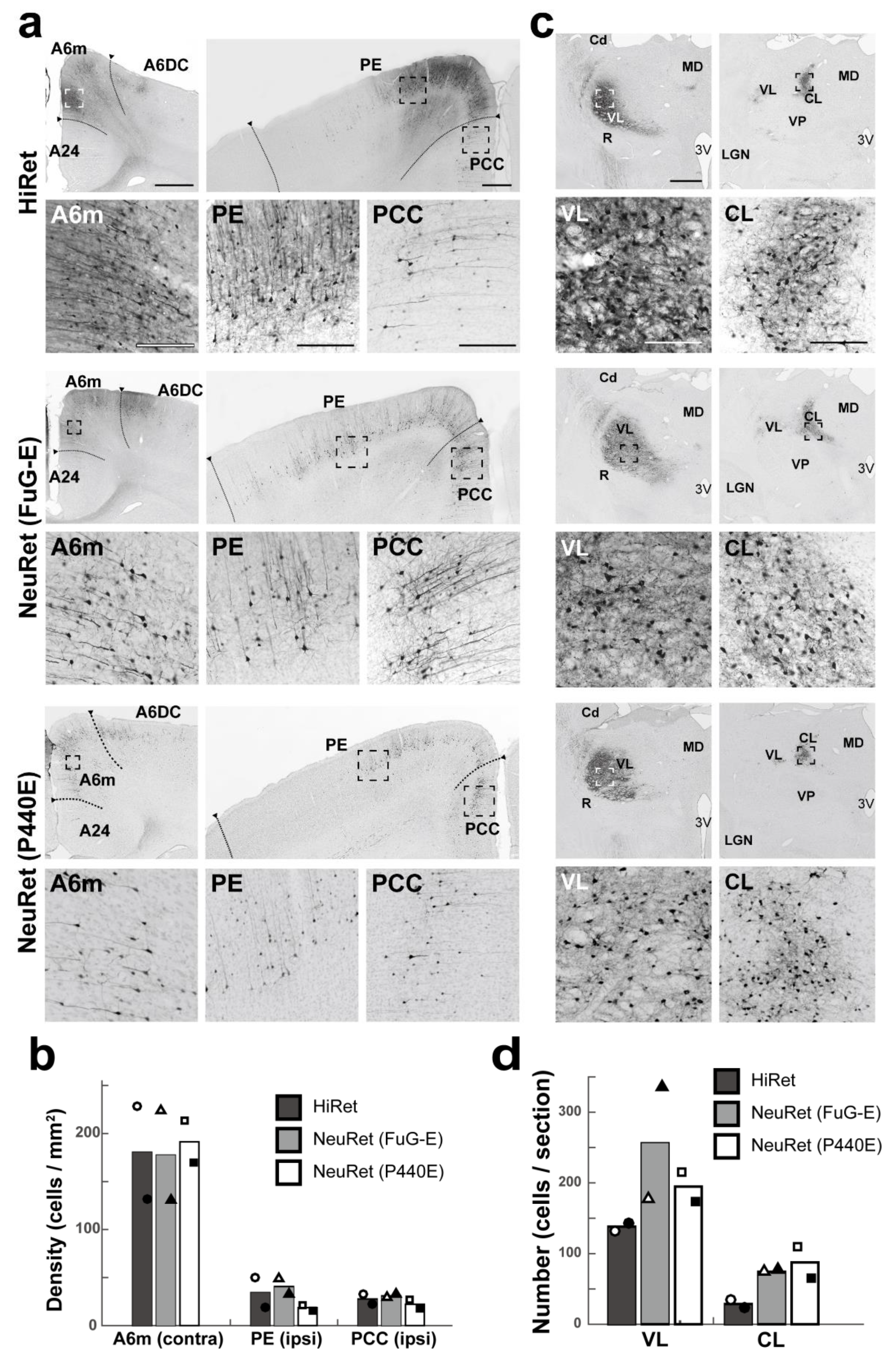 Viruses 13 01387 g002