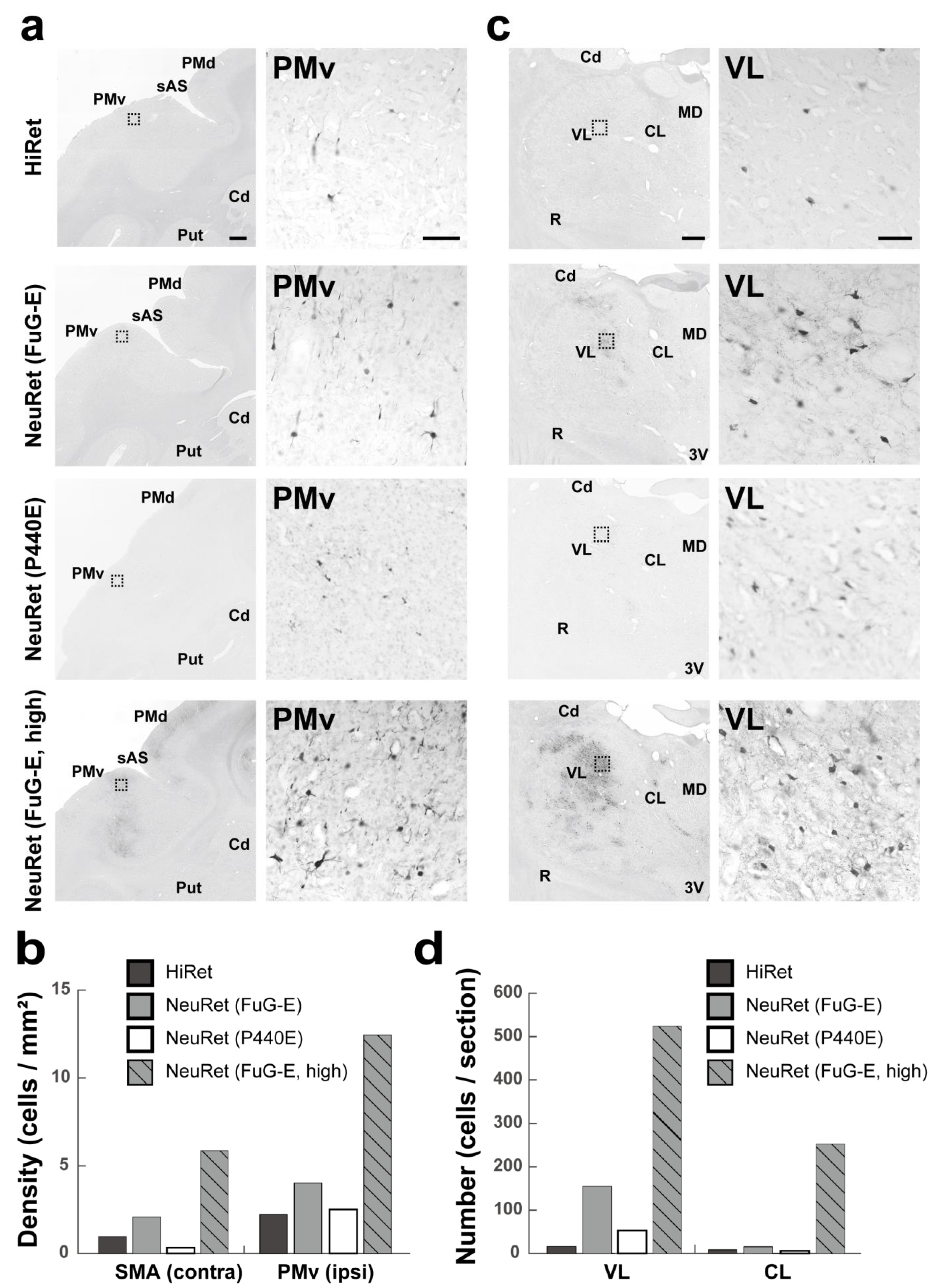Viruses 13 01387 g003