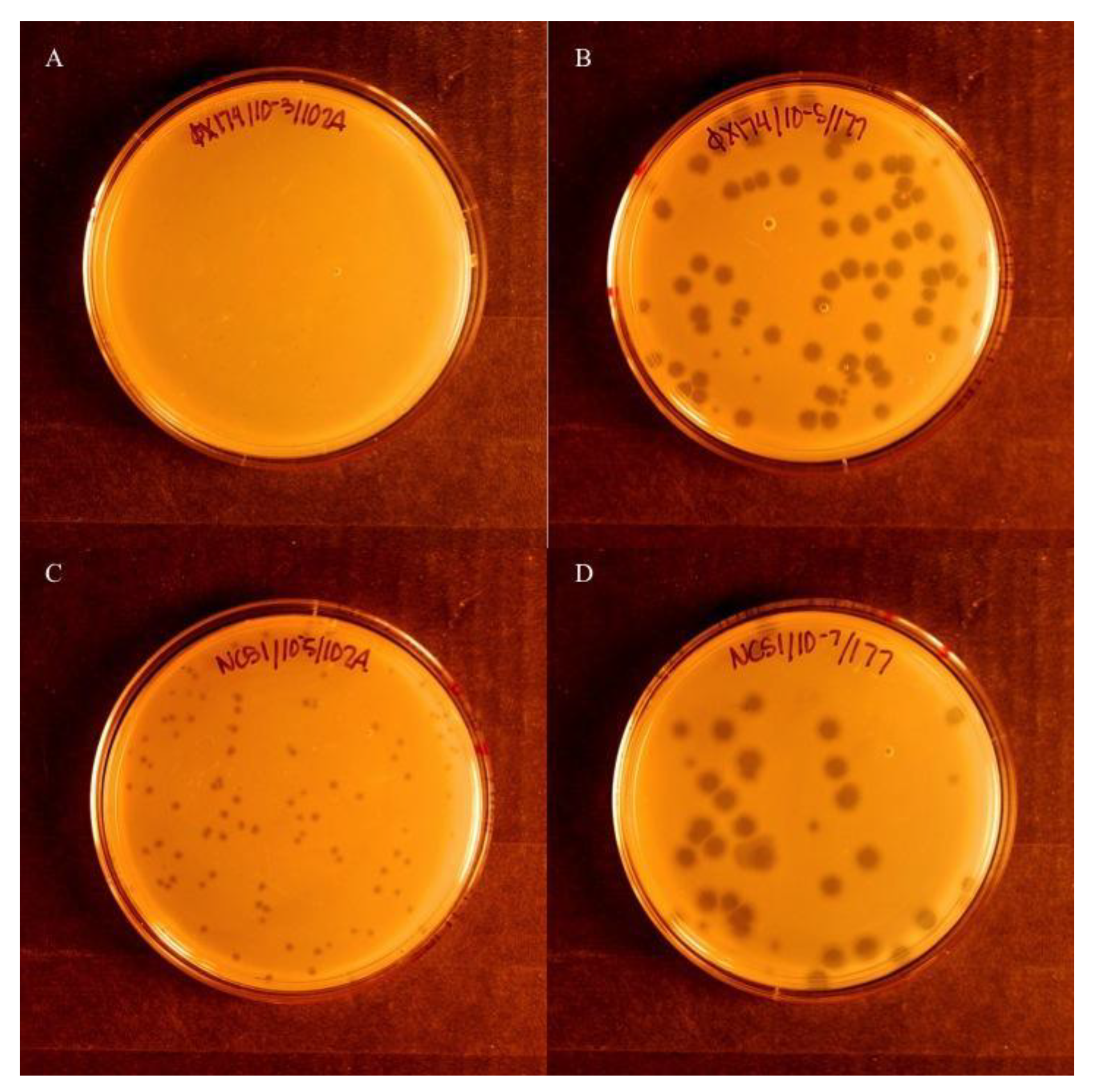 Viruses 13 01389 g001 Viruses 13 01389 g001