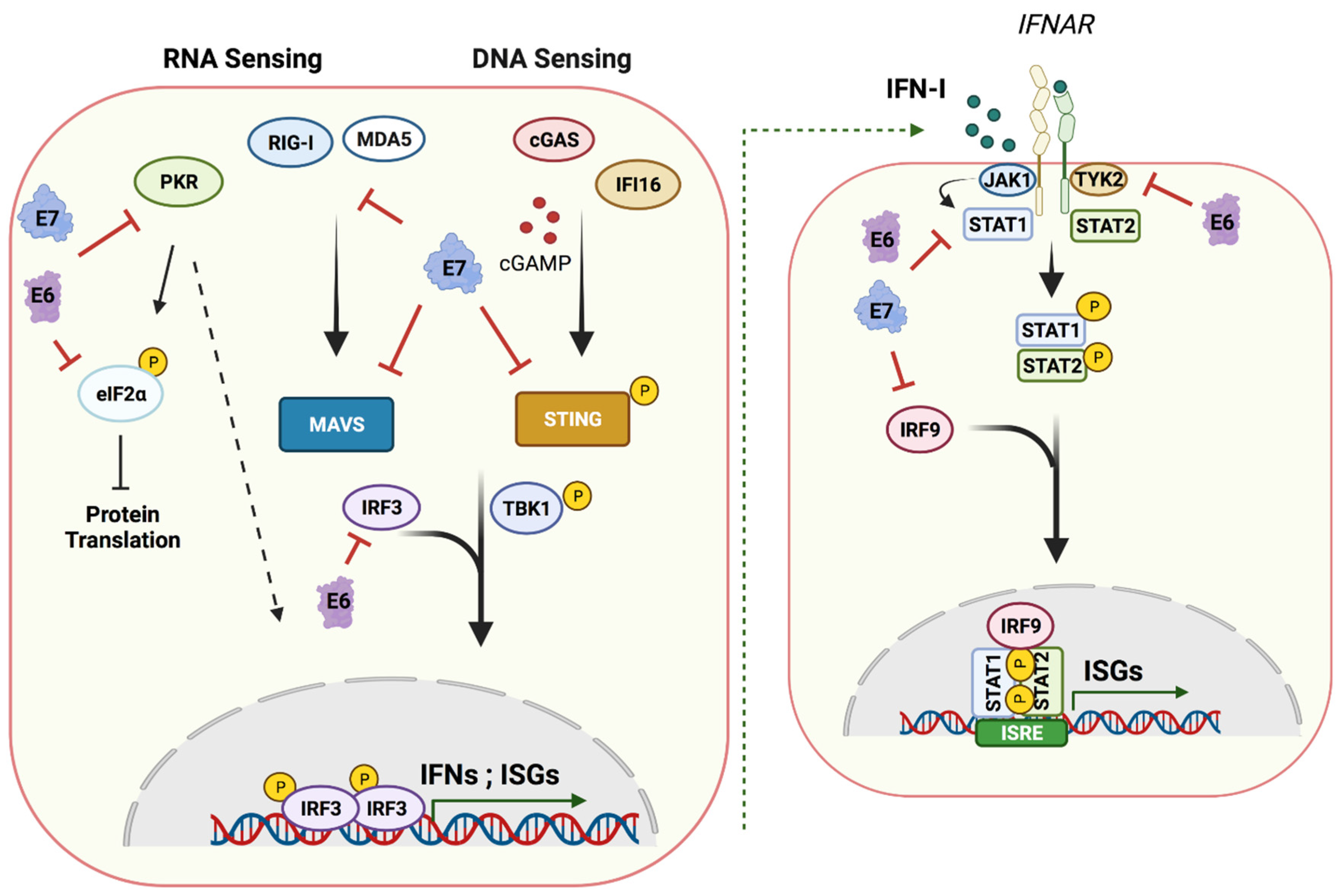 Viruses 13 01390 g003 550