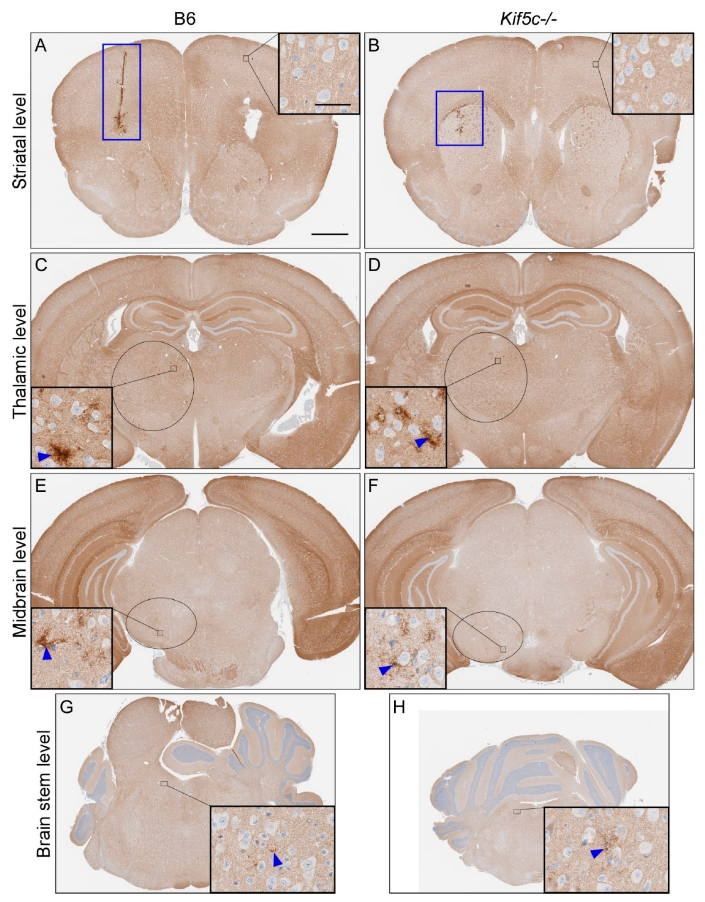 Viruses 13 01391 g003 Viruses 13 01391 g003