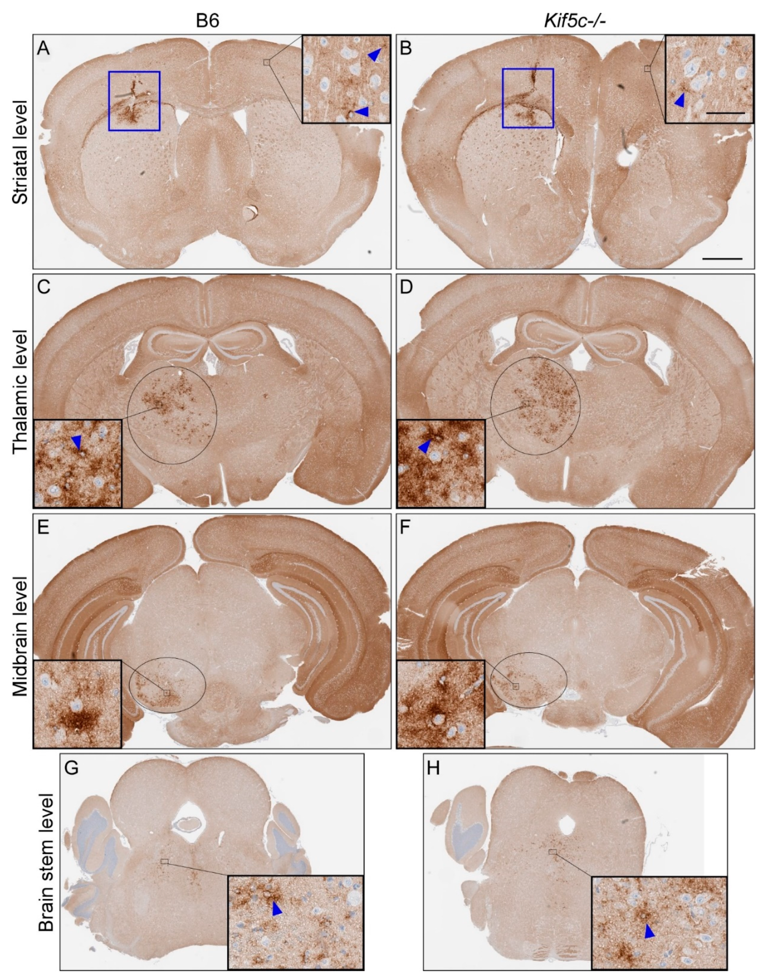 Viruses 13 01391 g004 Viruses 13 01391 g004
