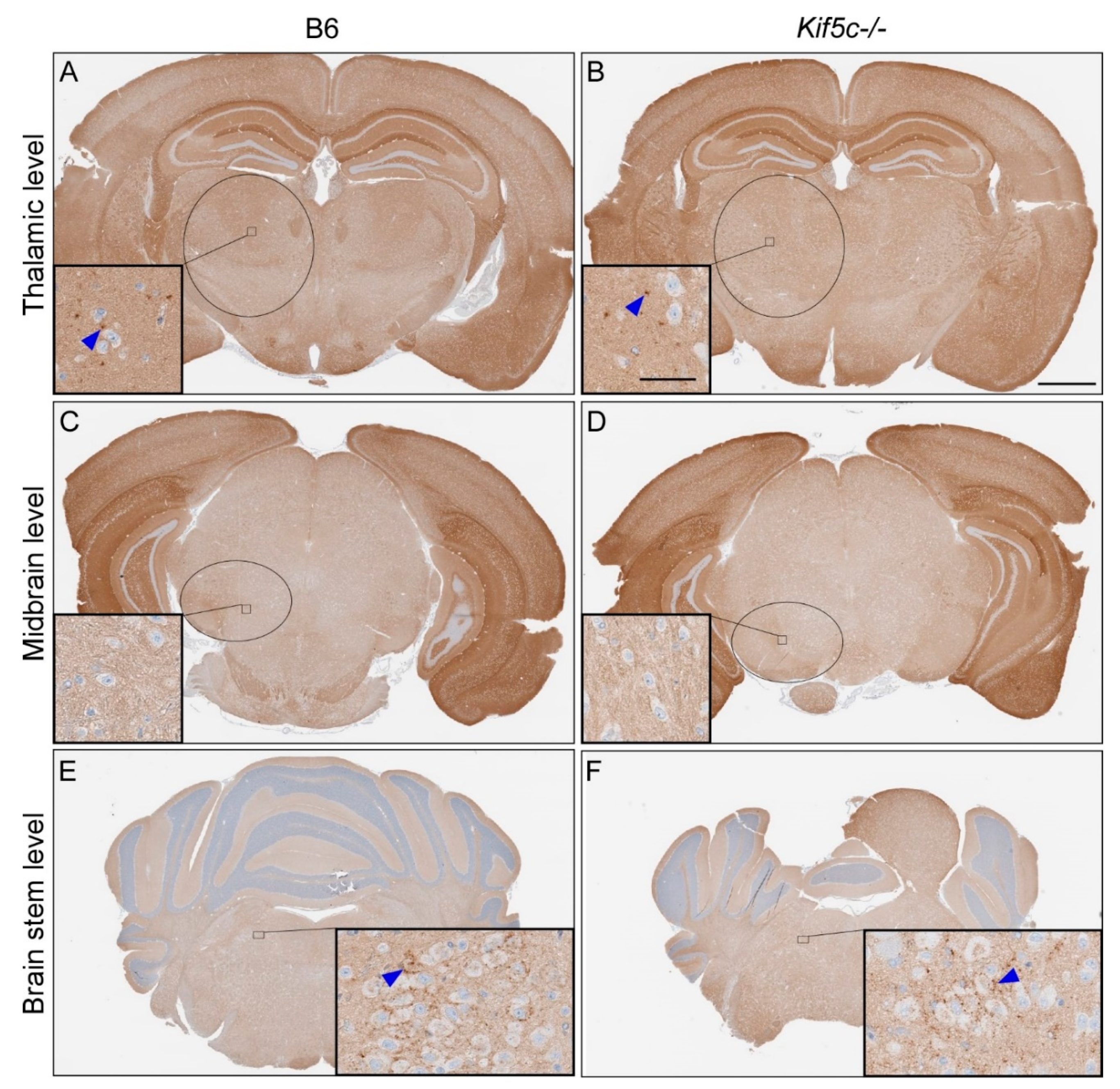 Viruses 13 01391 g005 Viruses 13 01391 g005