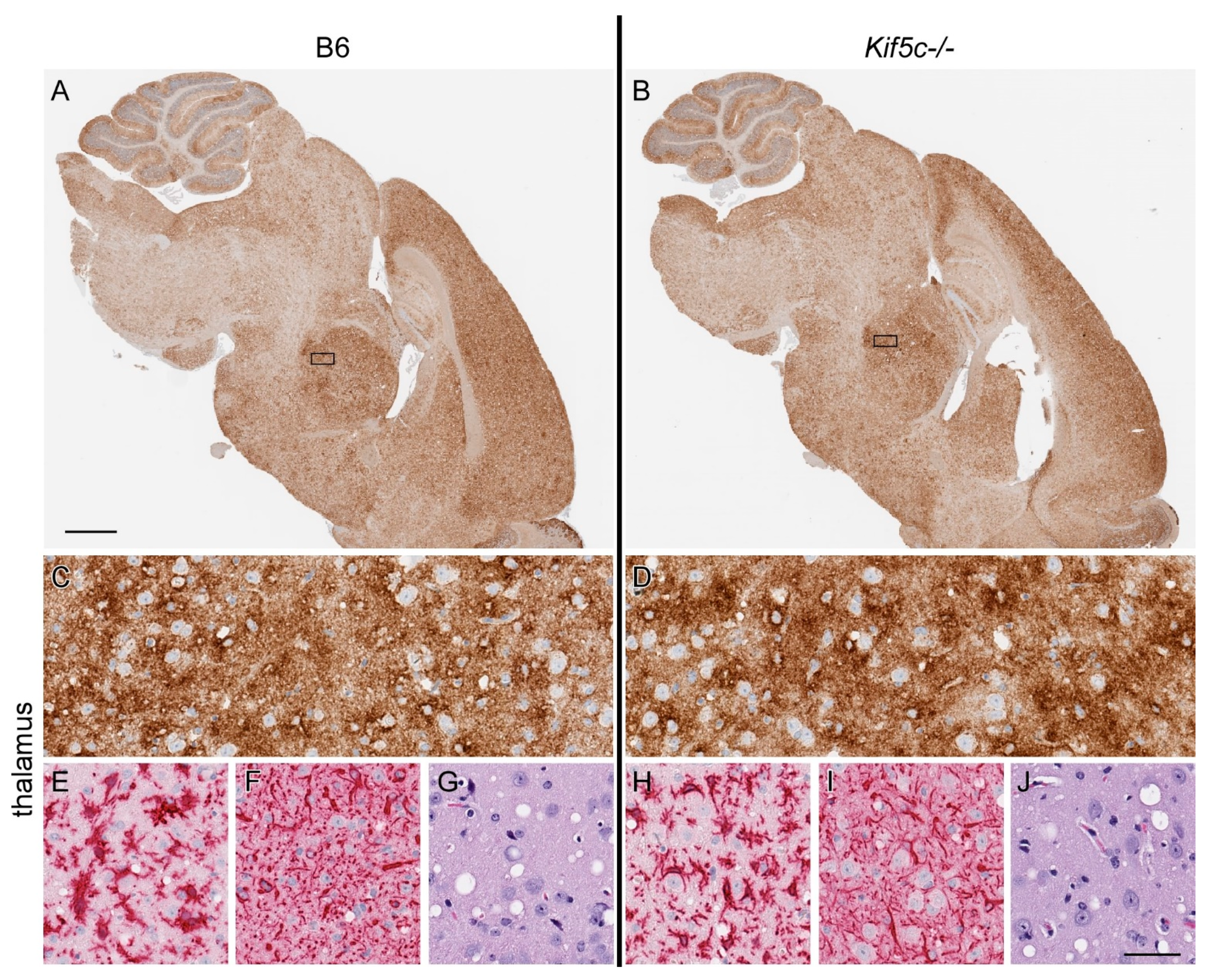 Viruses 13 01391 g007 Viruses 13 01391 g007