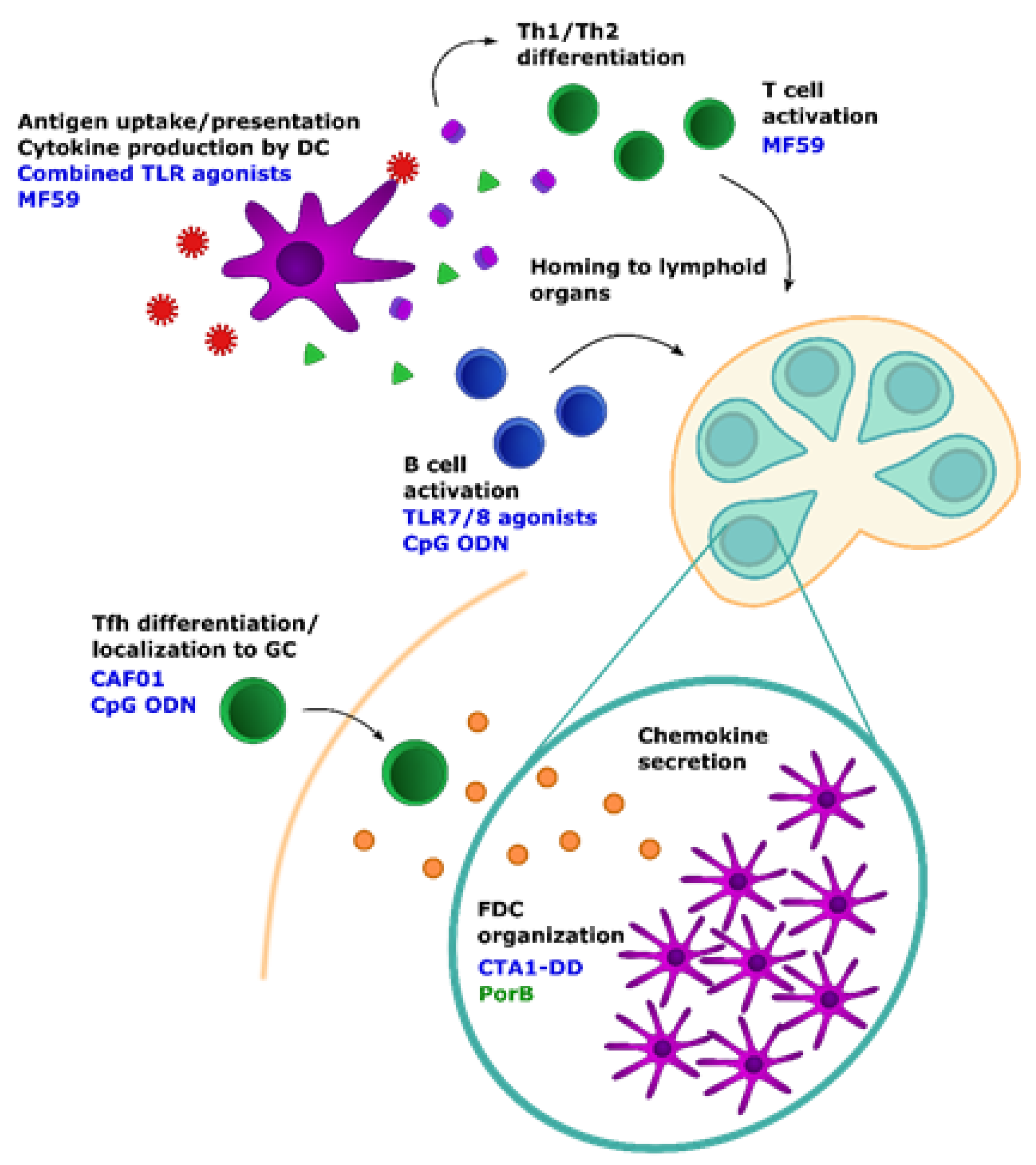 viruses free full text understanding antibody responses in early life baby steps towards developing an effective influenza vaccine html