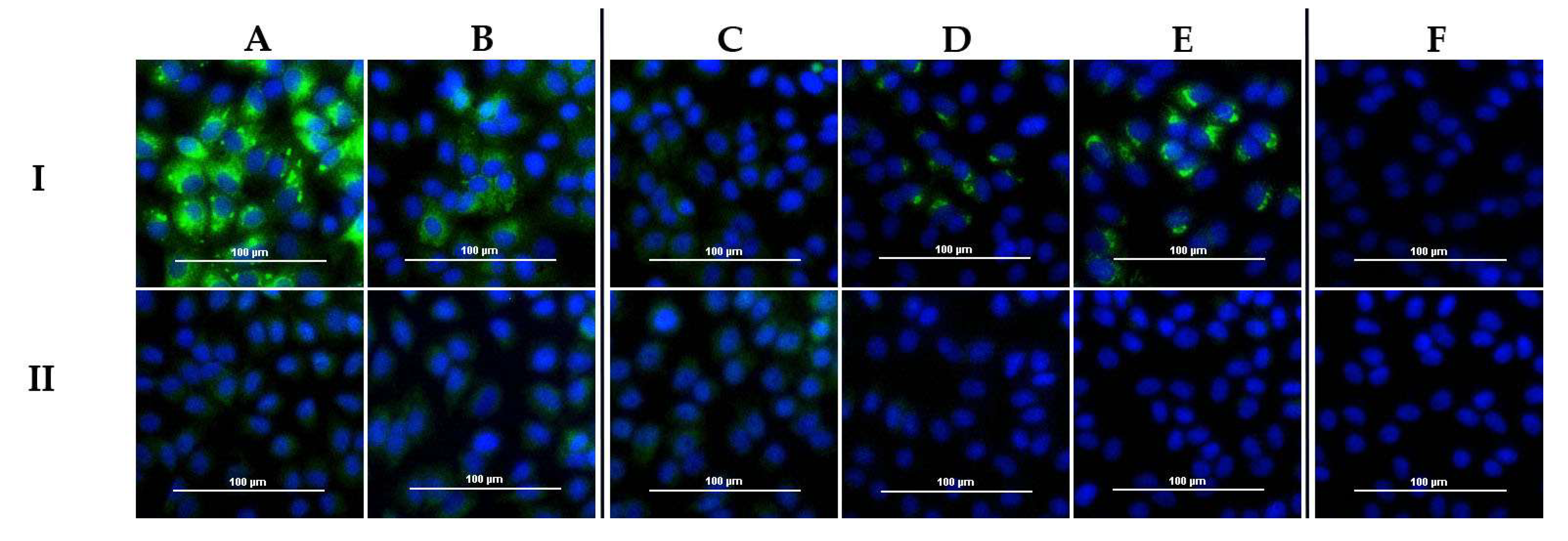 Viruses 13 01398 g005 550