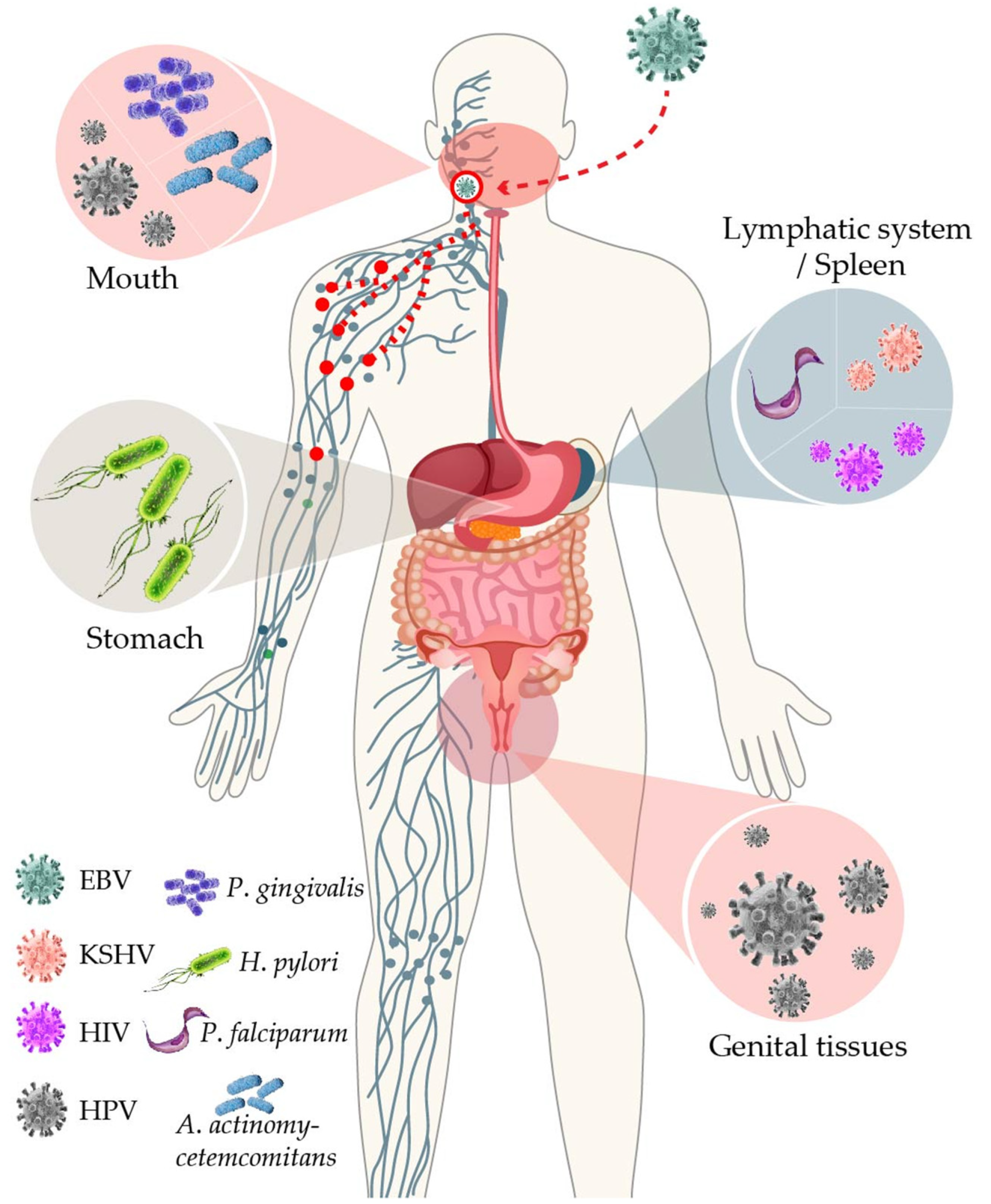 Viruses 13 01399 g001