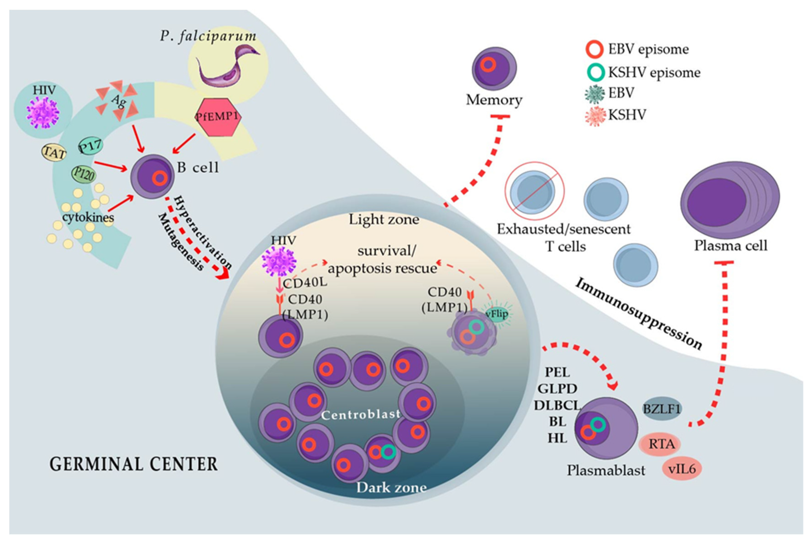 Viruses 13 01399 g002