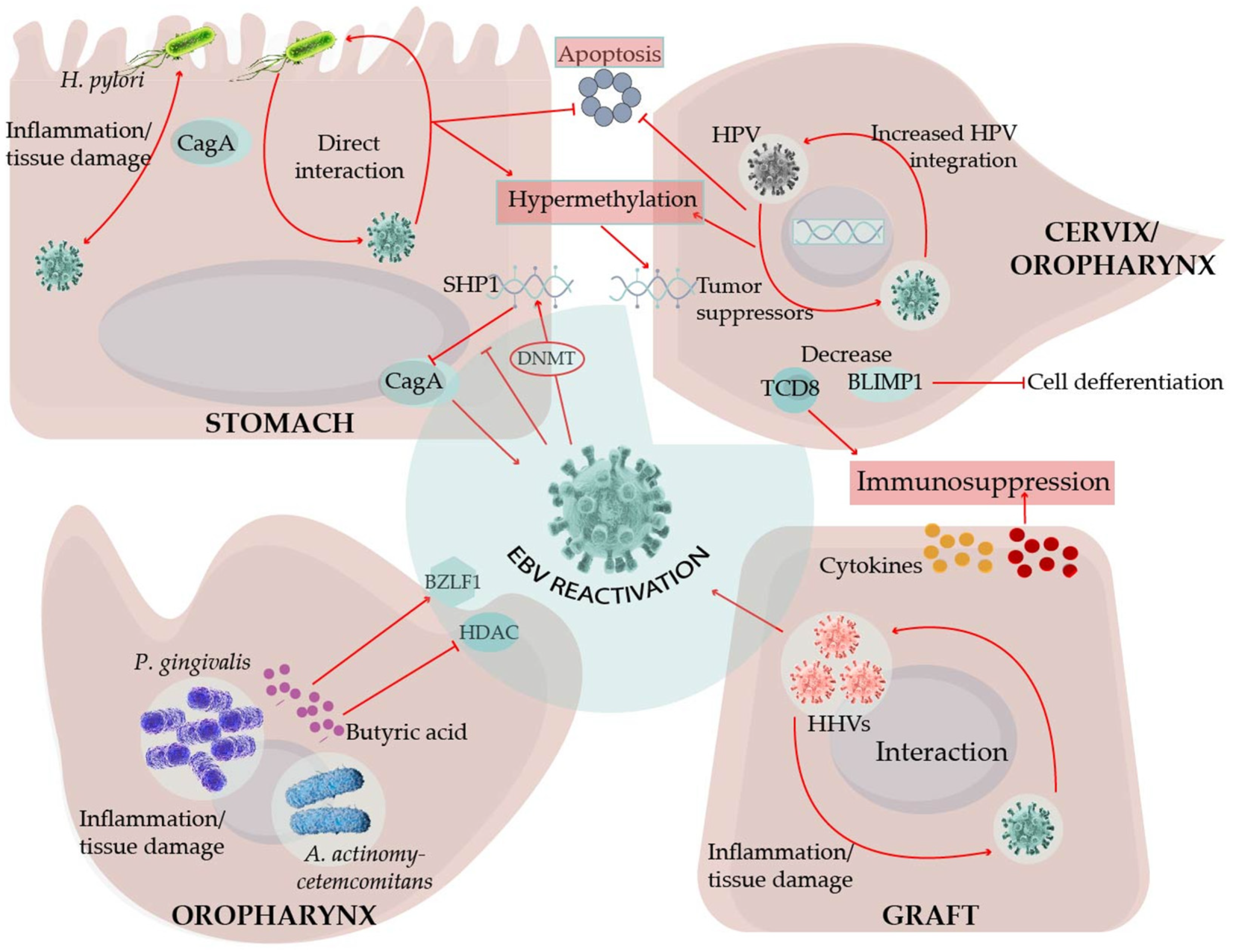 Viruses 13 01399 g003