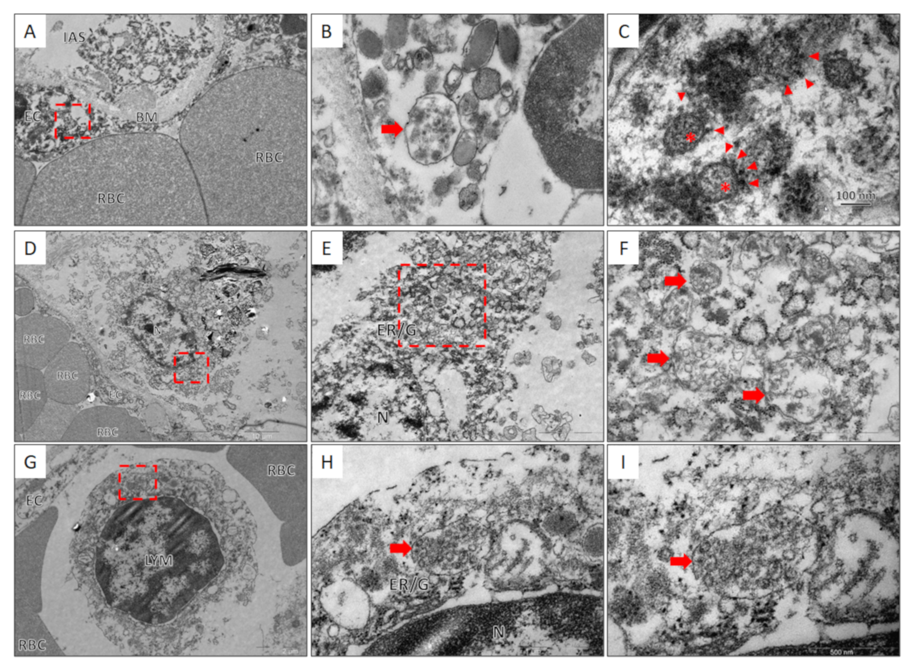 Viruses 13 01410 g005