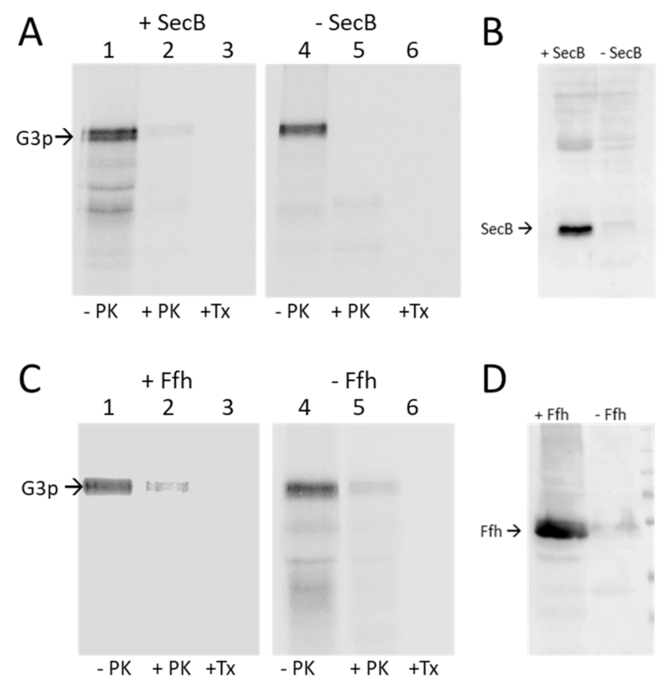Viruses 13 01414 g002