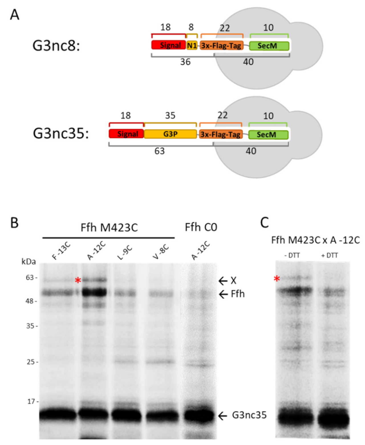 Viruses 13 01414 g003