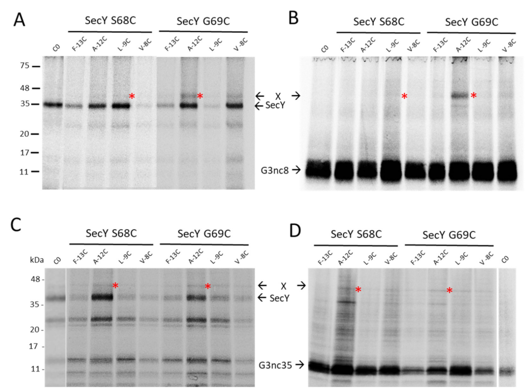 Viruses 13 01414 g005