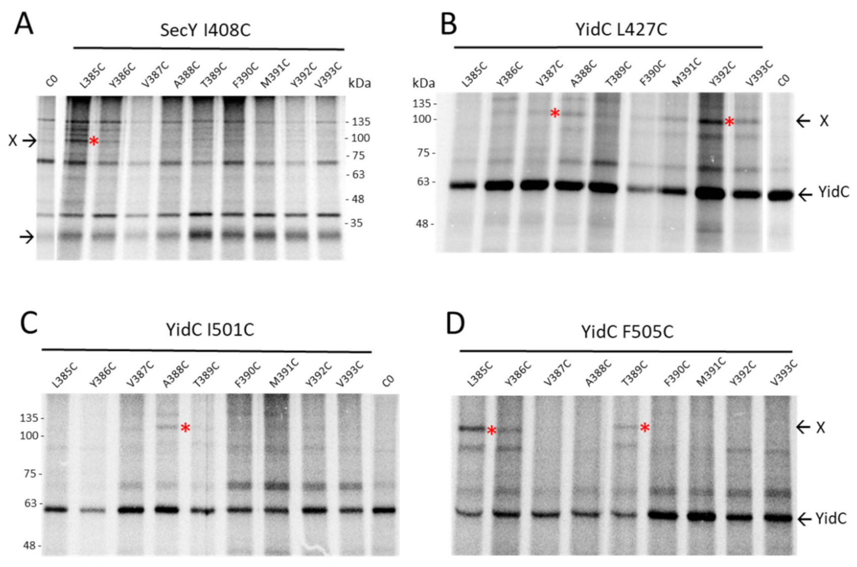 Viruses 13 01414 g006