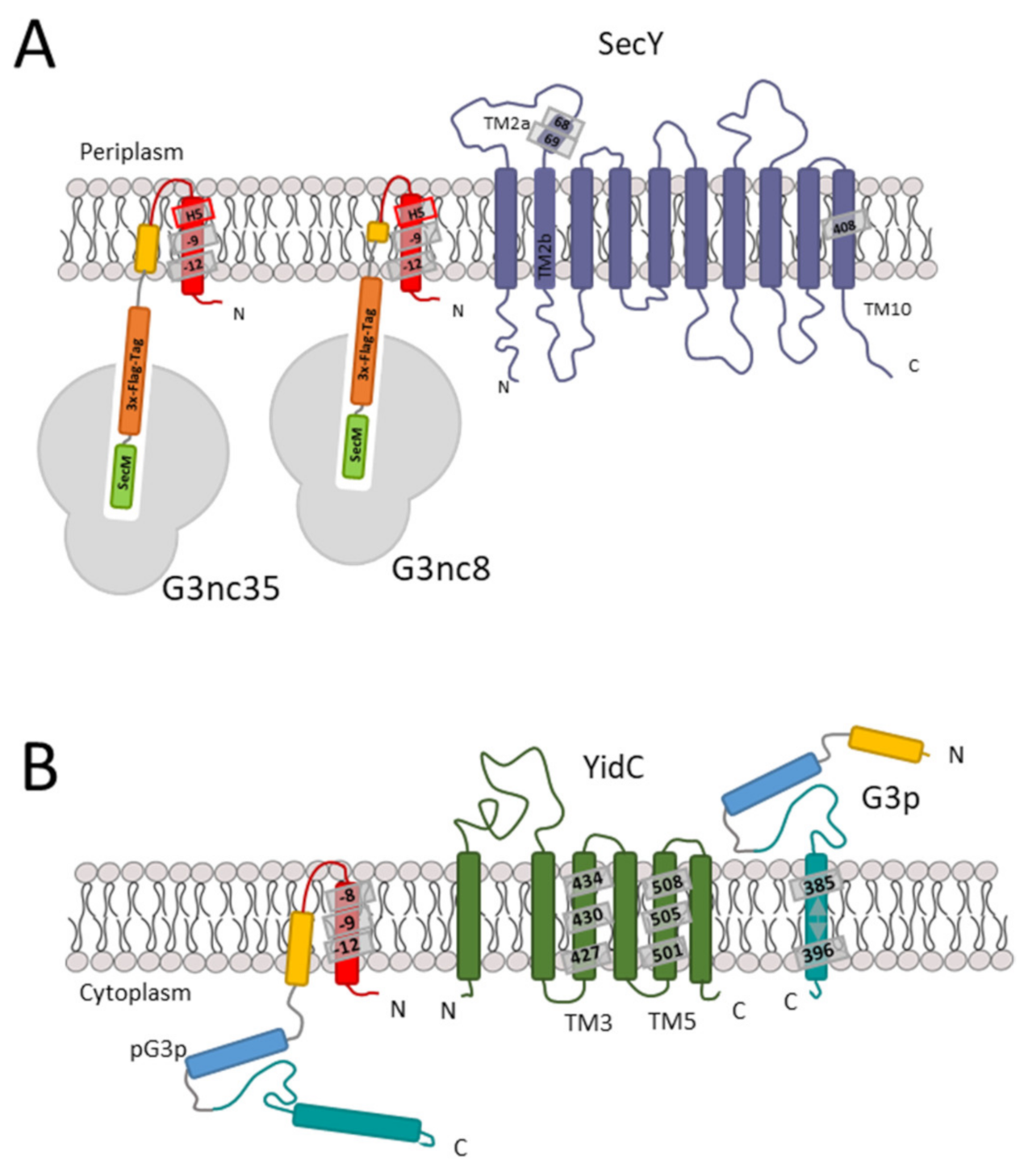 Viruses 13 01414 g007