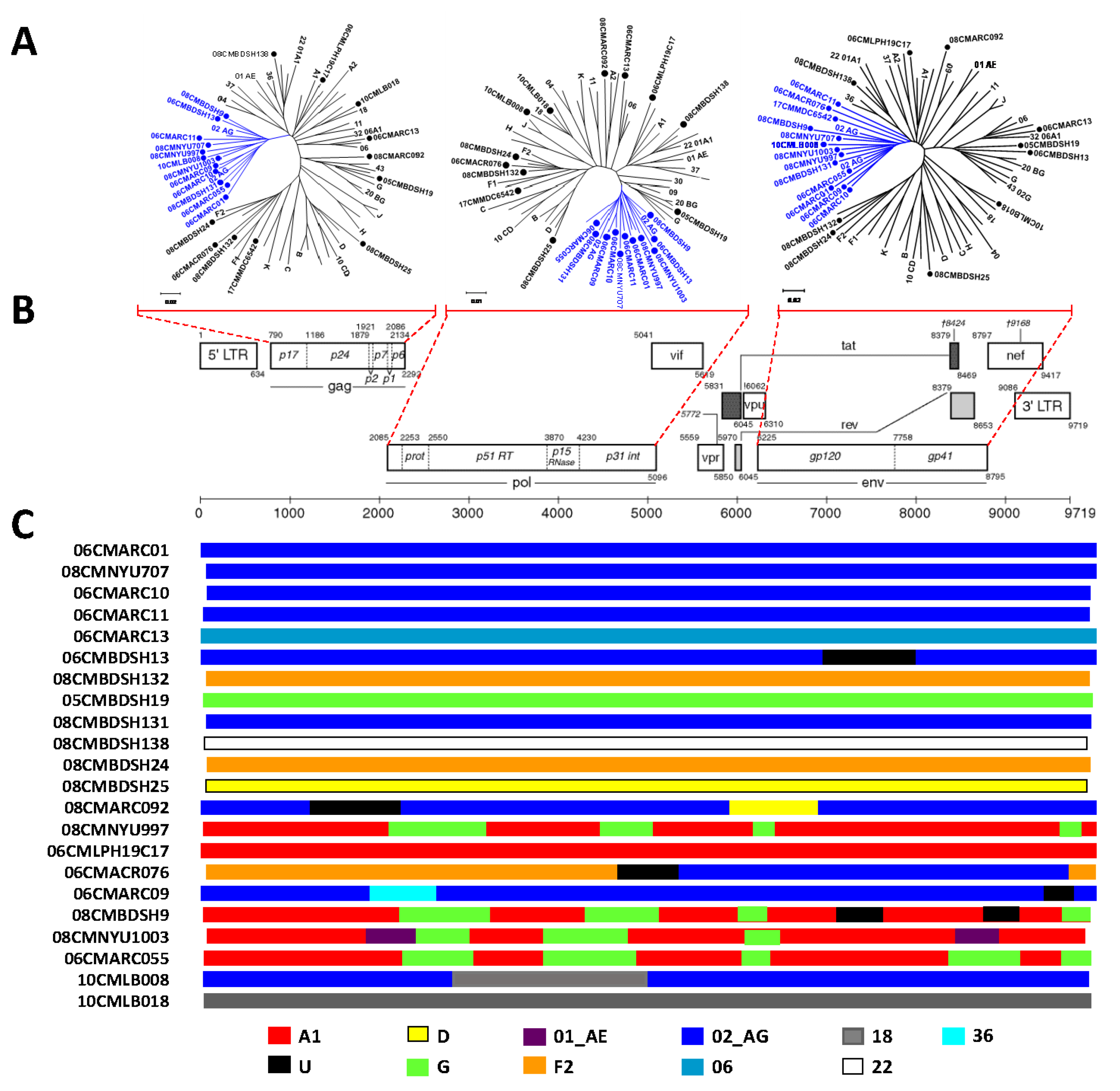 Viruses 13 01417 g002