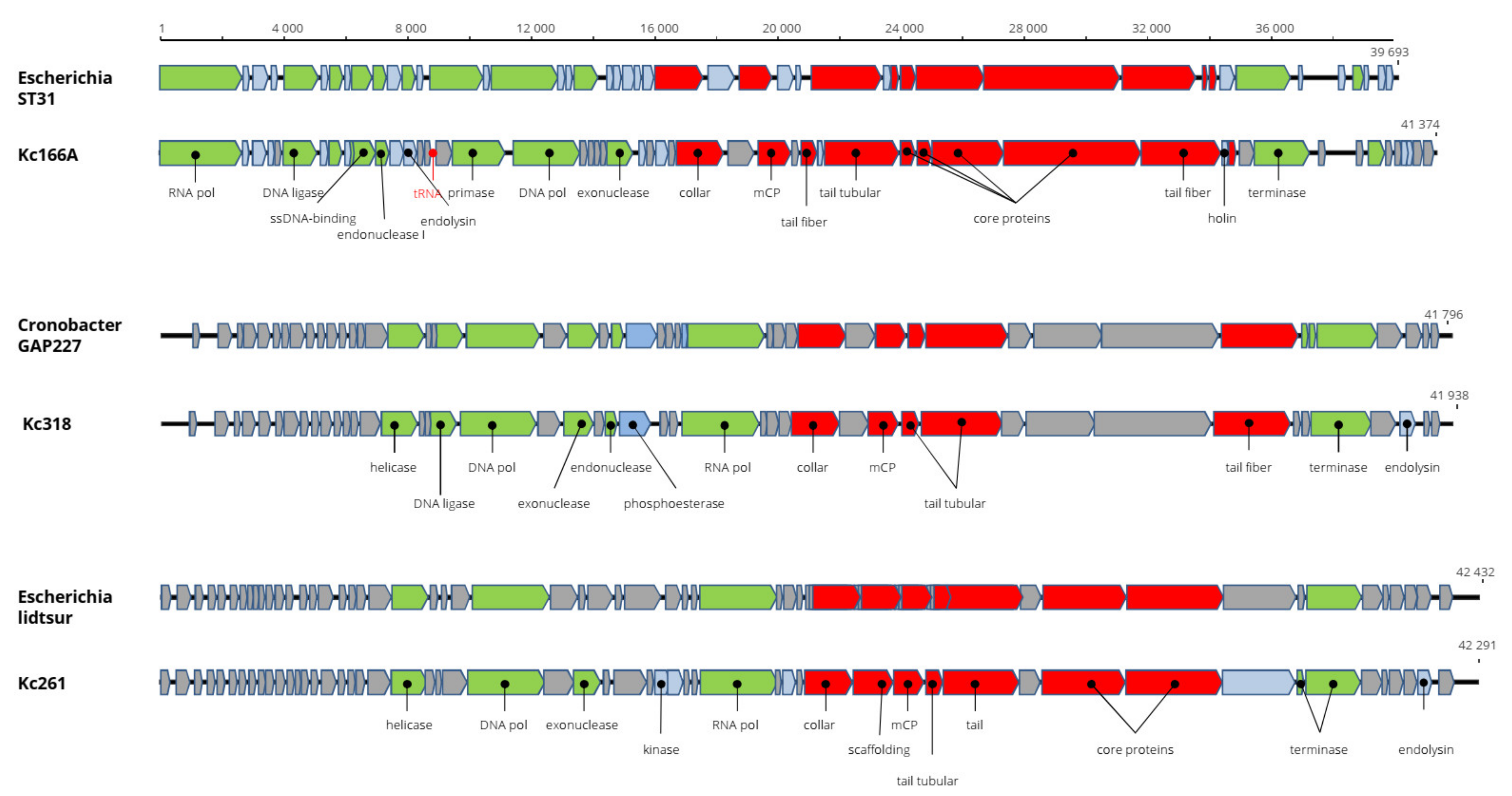 Viruses 13 01418 g003 550
