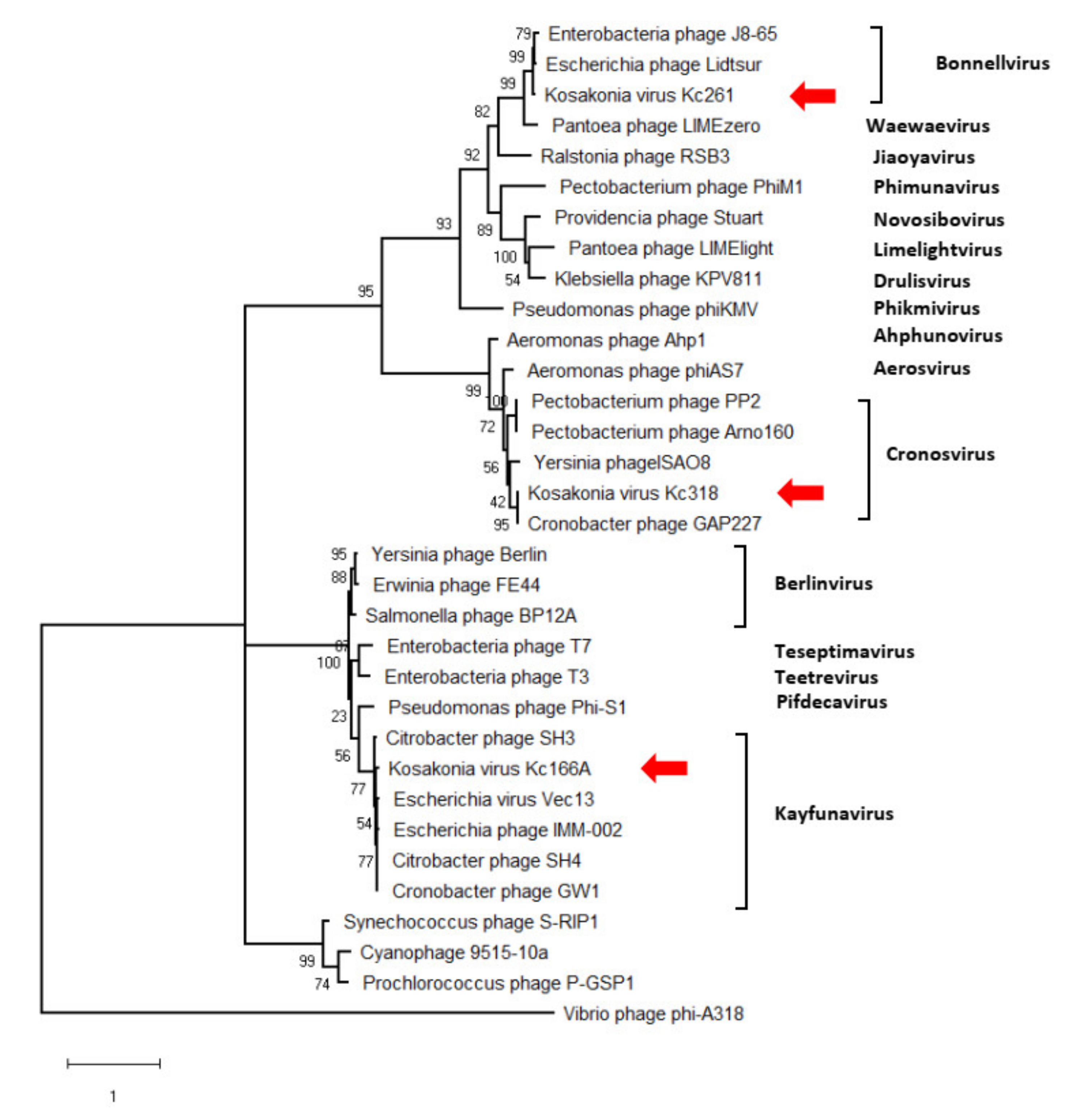 Viruses 13 01418 g004 550