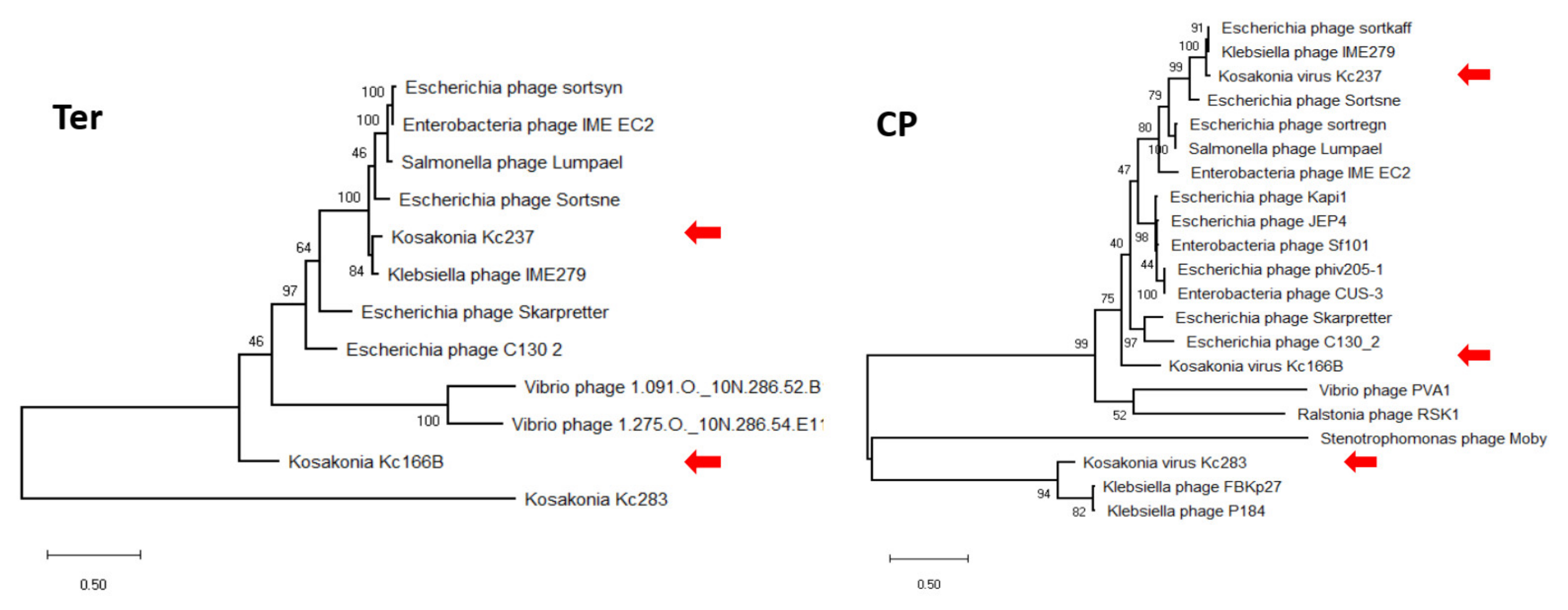 Viruses 13 01418 g006 550