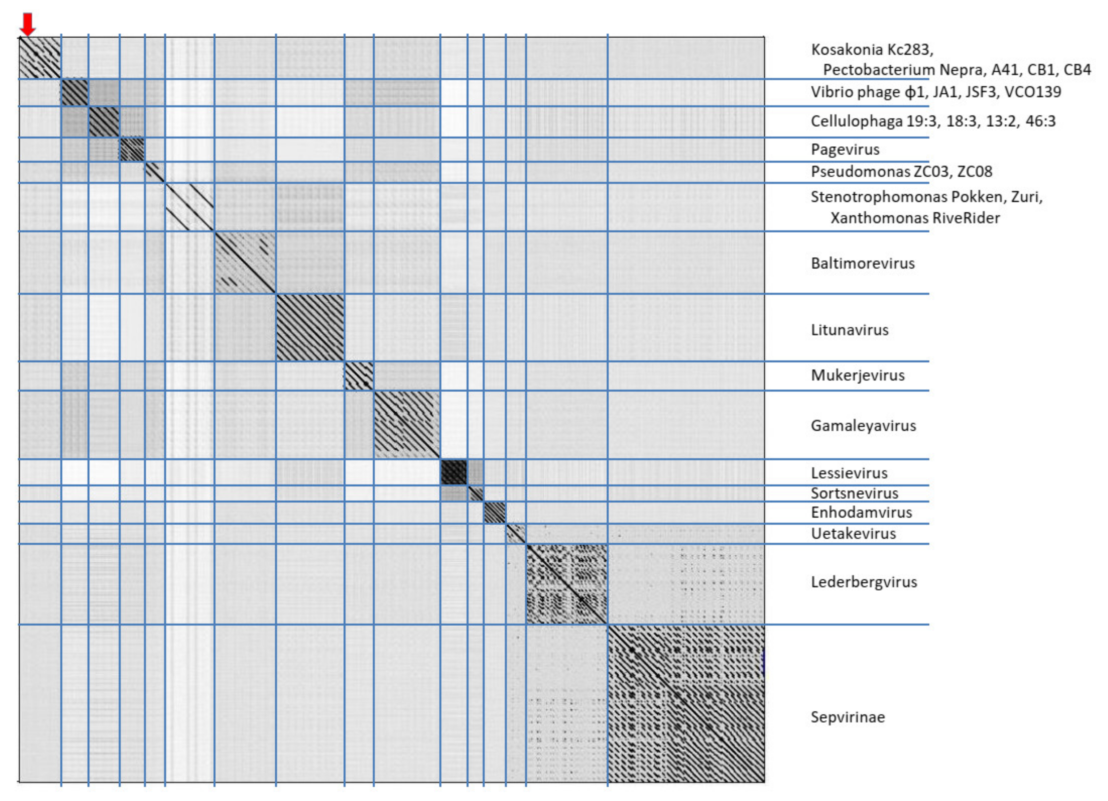Viruses 13 01418 g007 550