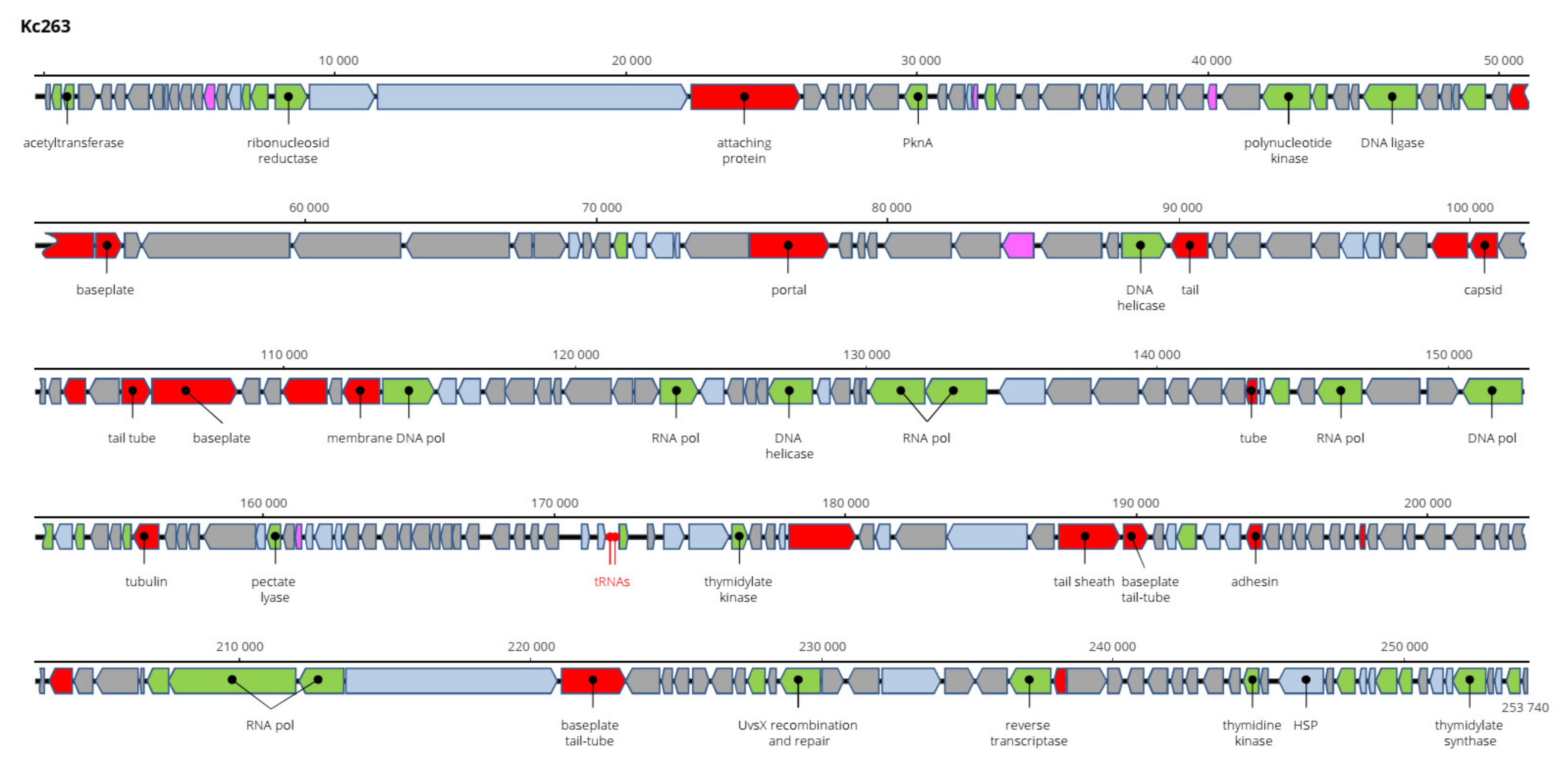 Viruses 13 01418 g011 550