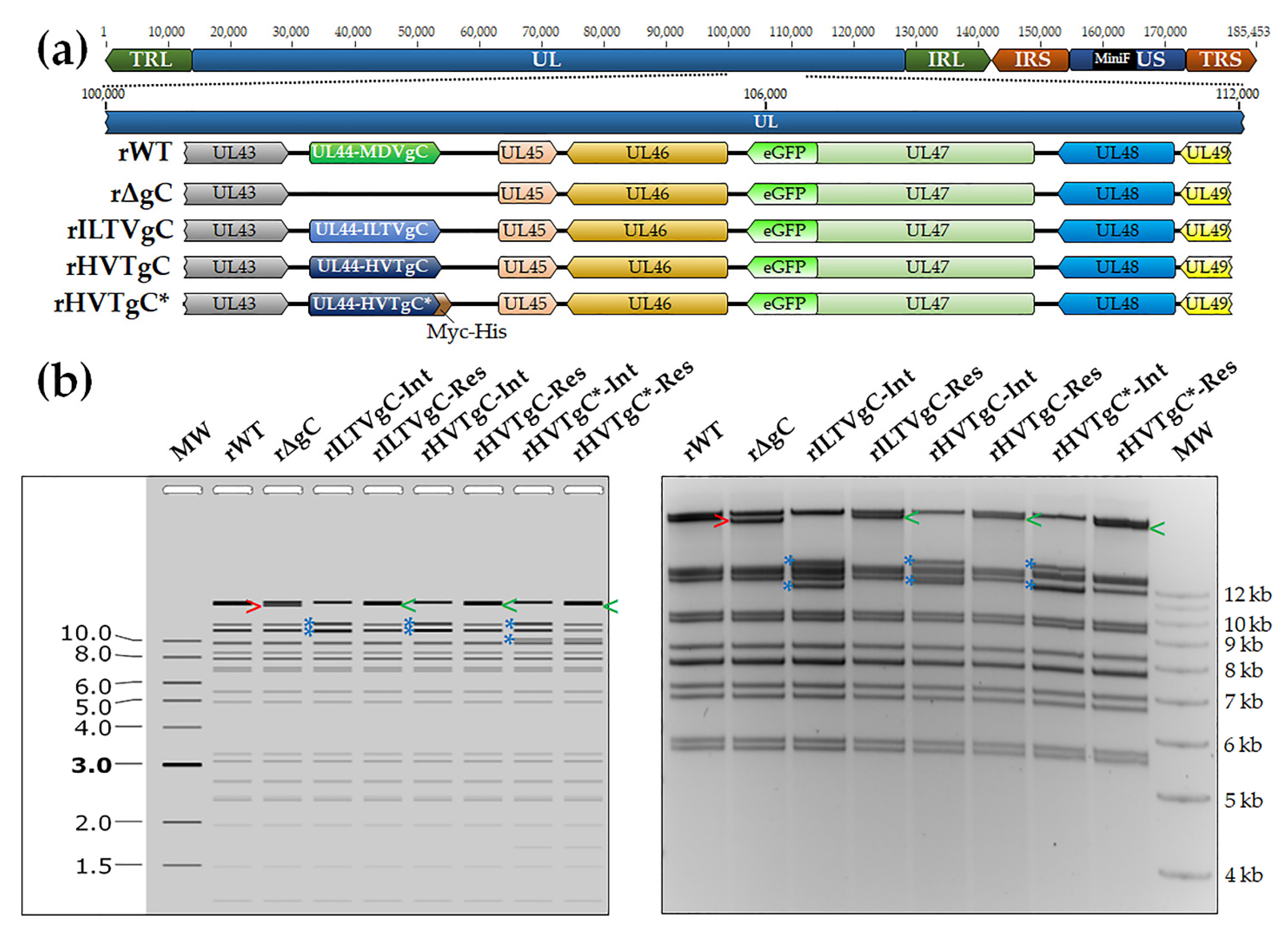 Viruses 13 01419 g001 Viruses 13 01419 g001