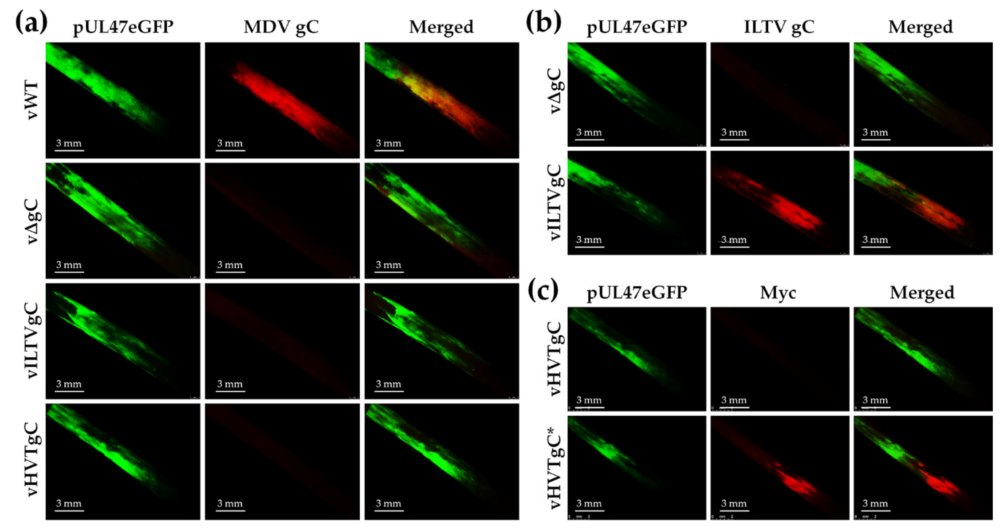 Viruses 13 01419 g004 Viruses 13 01419 g004