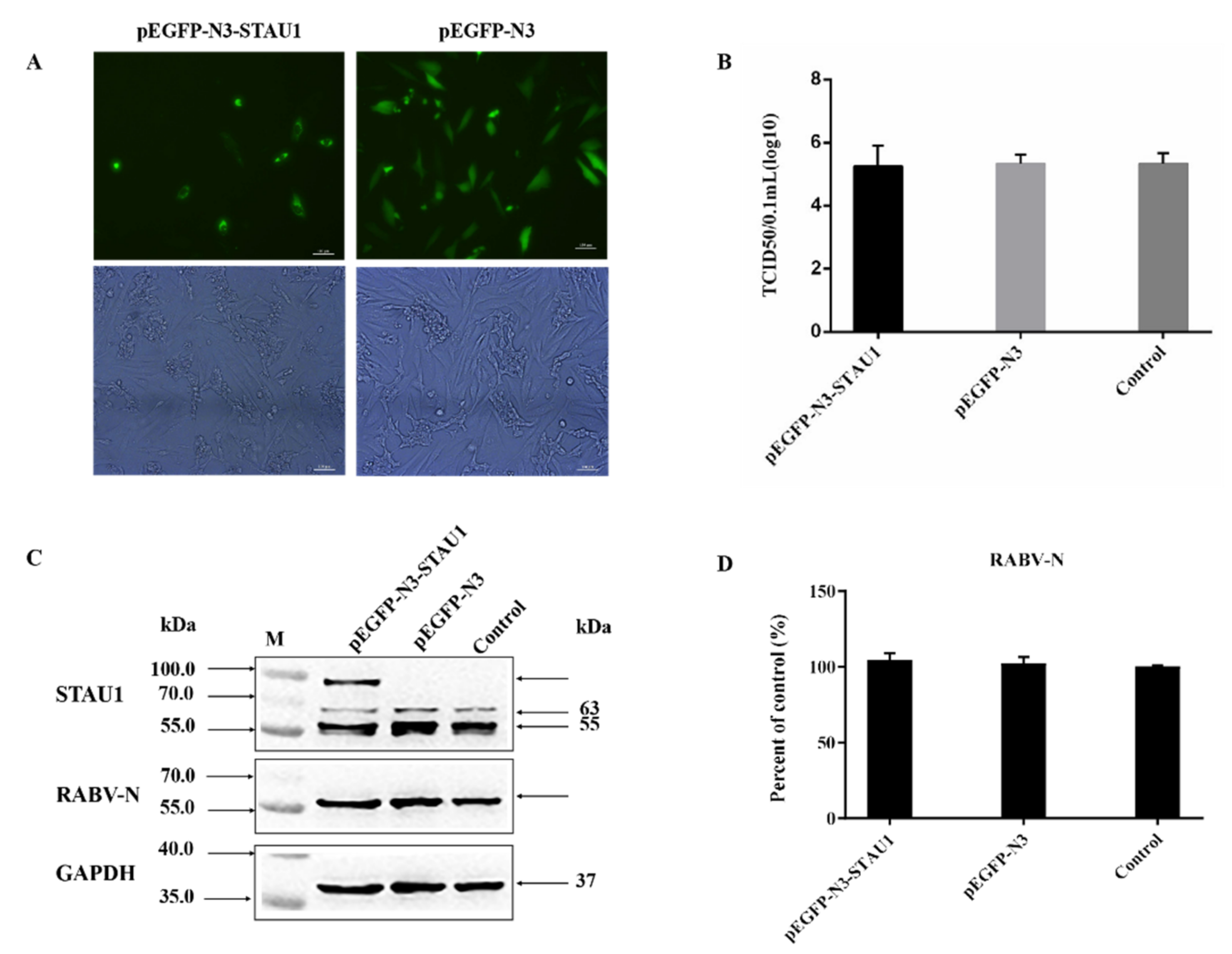 Viruses 13 01426 g002