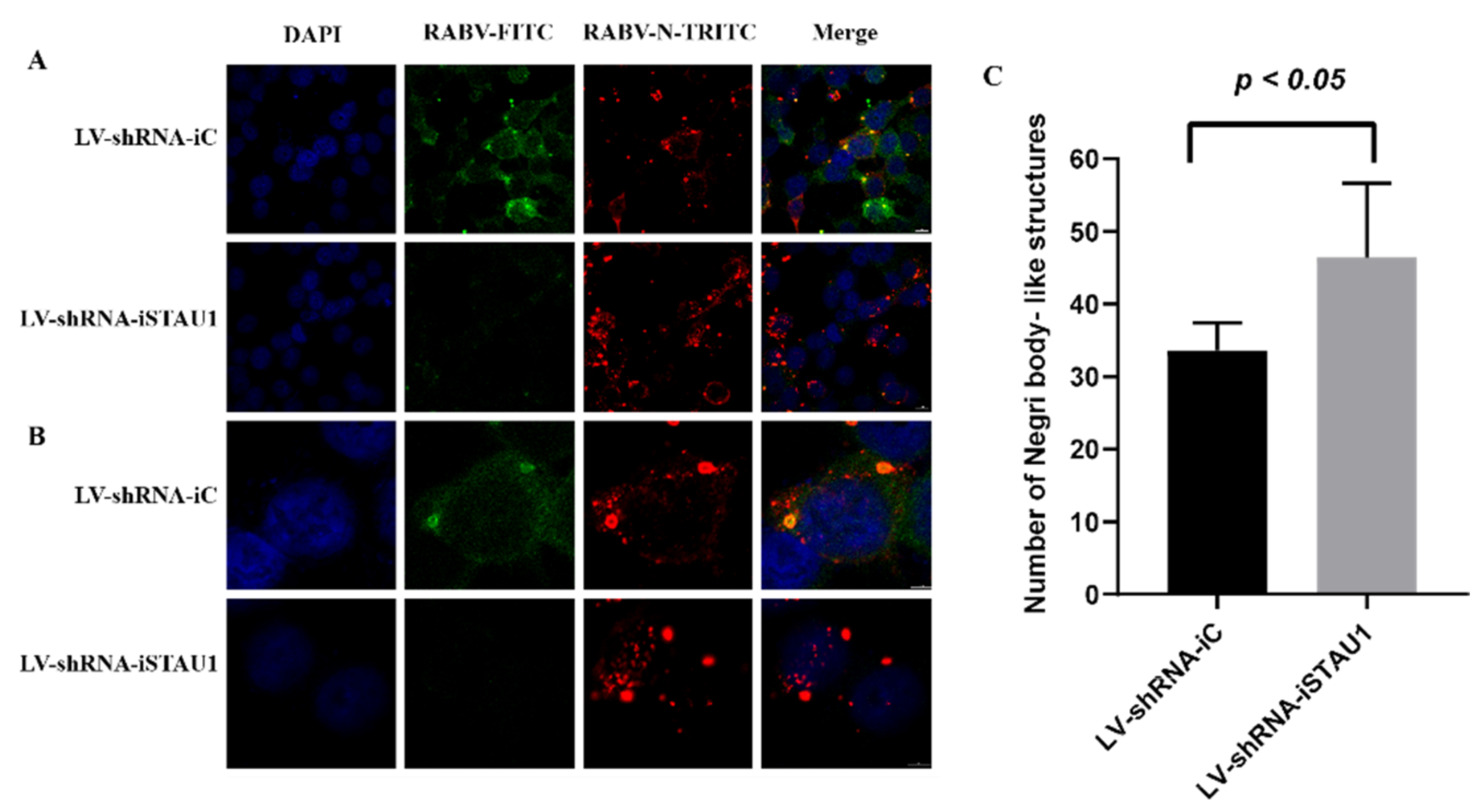 Viruses 13 01426 g004
