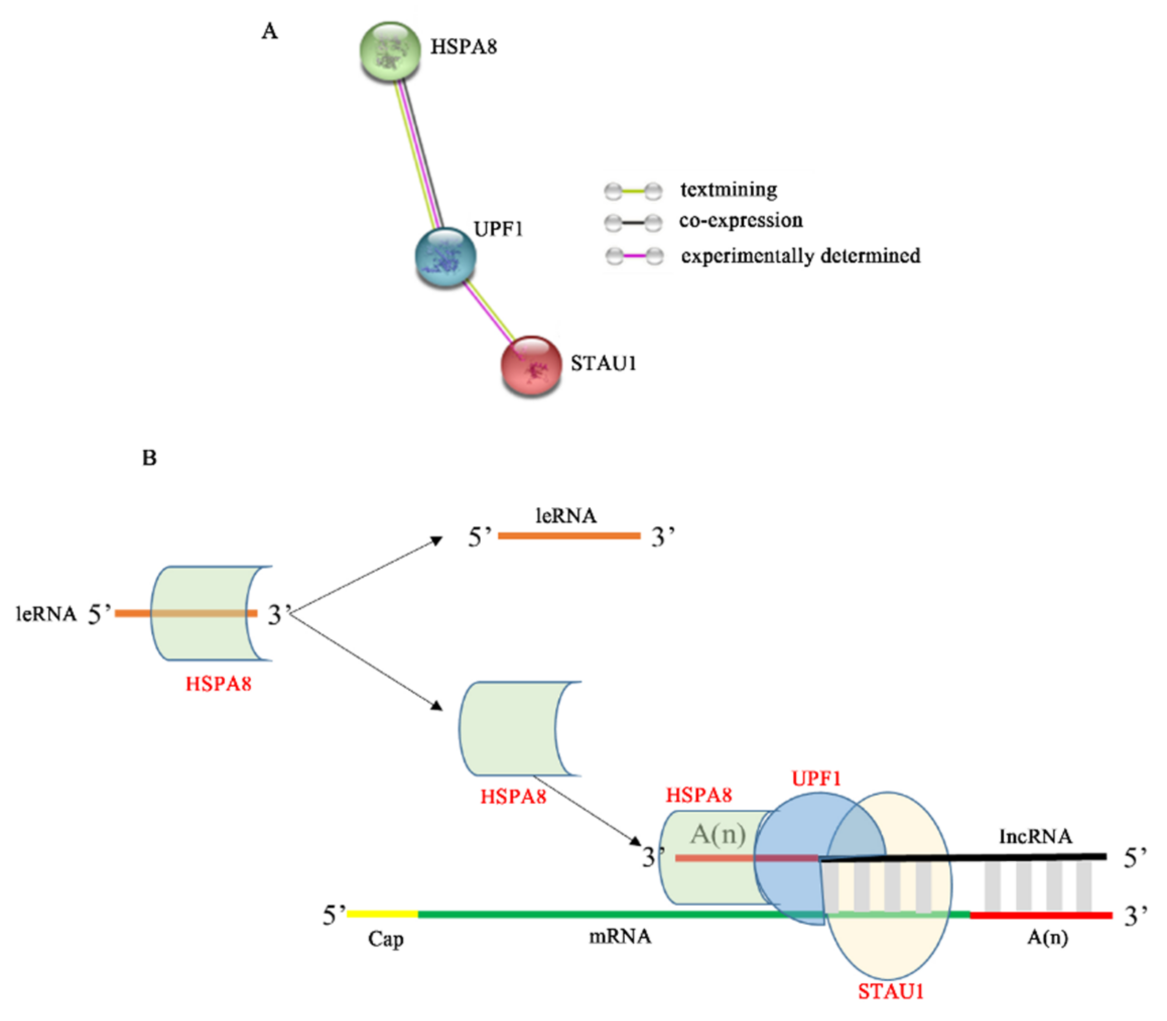 Viruses 13 01426 g006